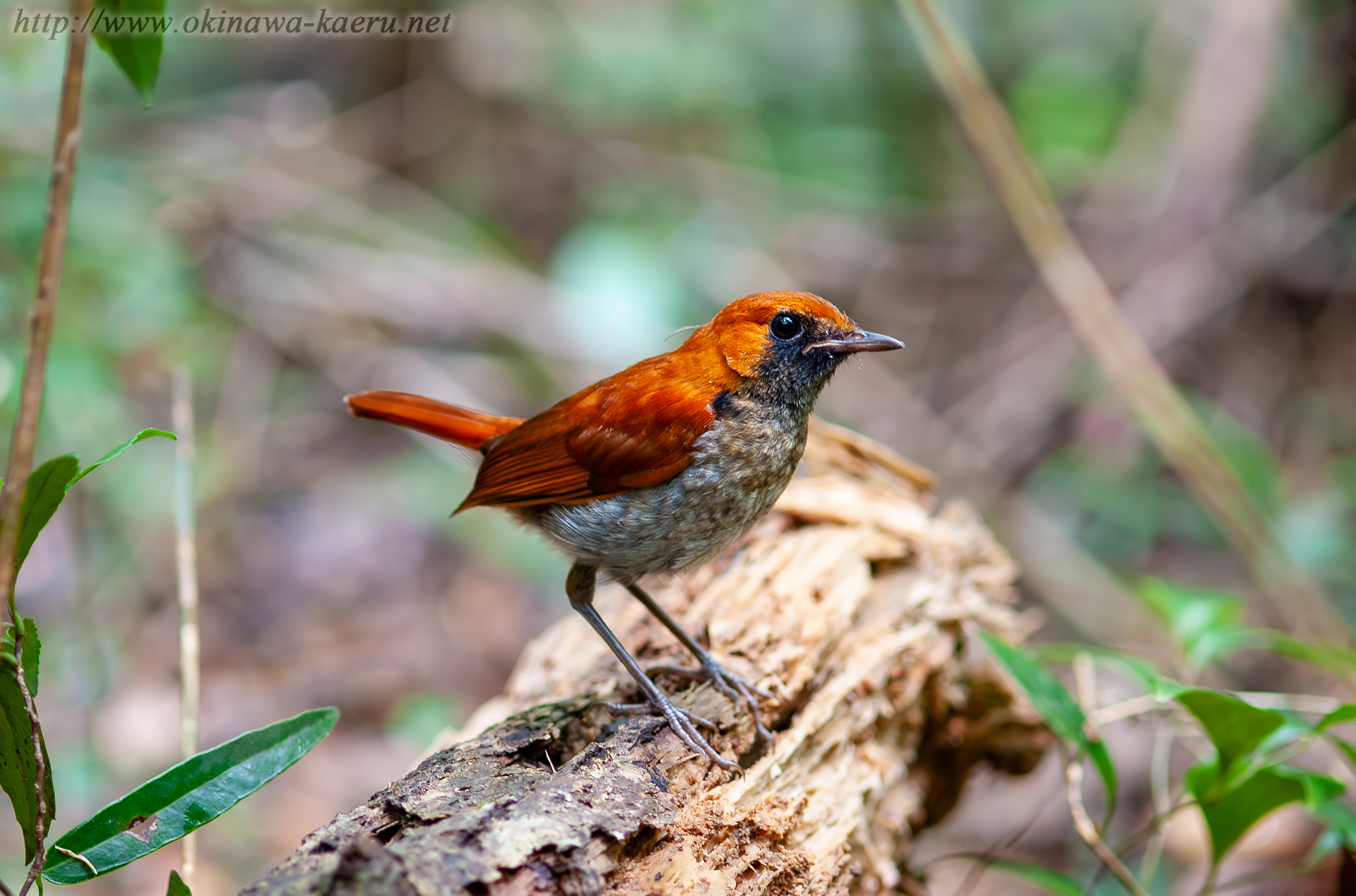 ホントウアカヒゲ Luscinia komadori namiyei