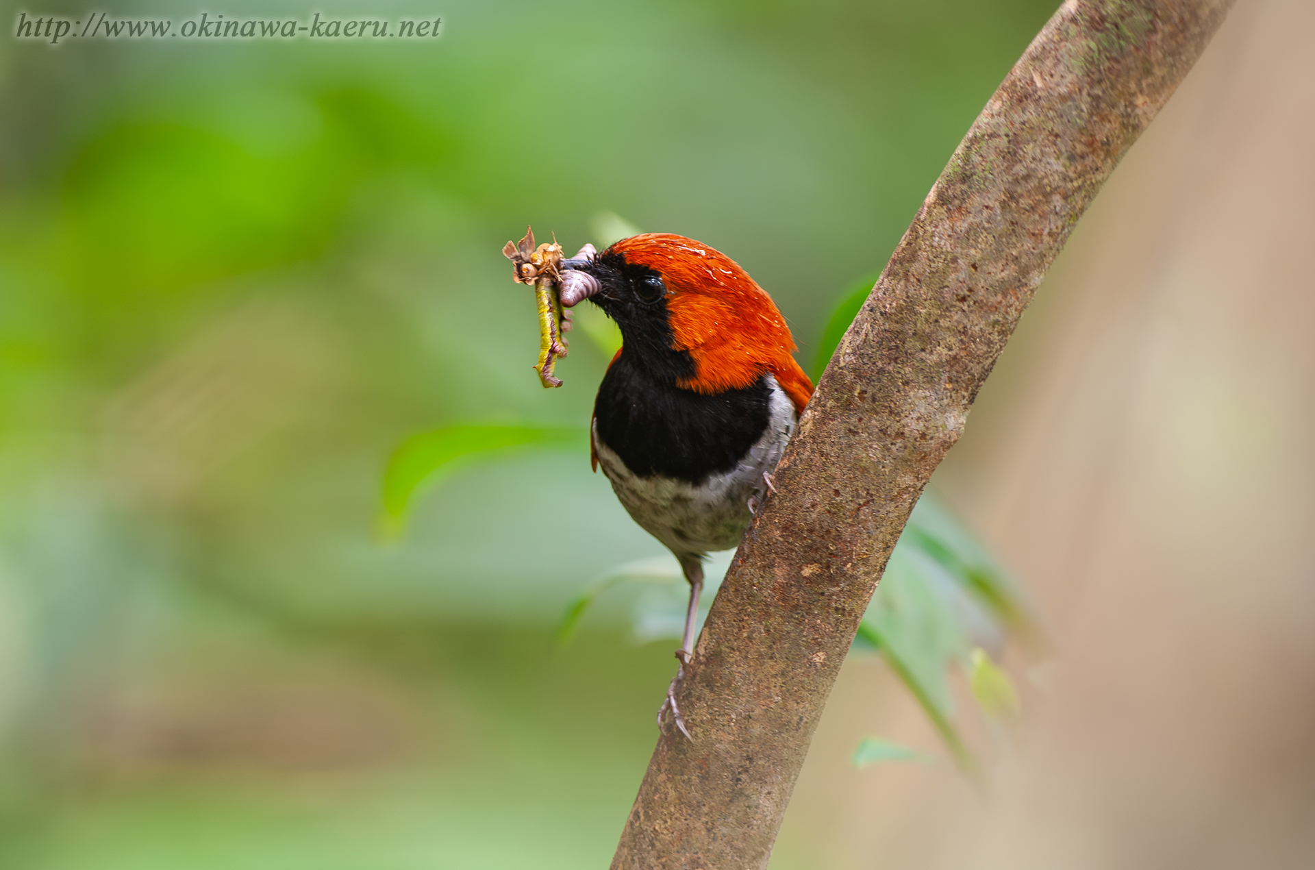 ホントウアカヒゲ Luscinia komadori namiyei