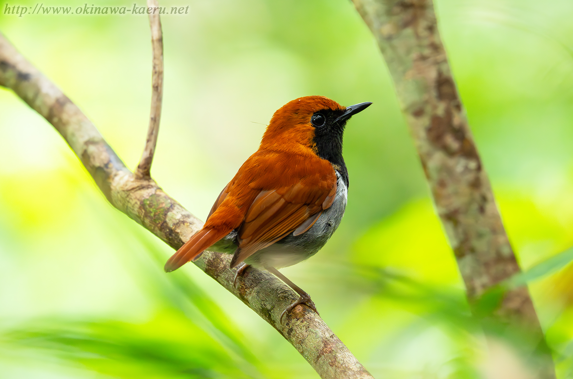 ホントウアカヒゲ Luscinia komadori namiyei