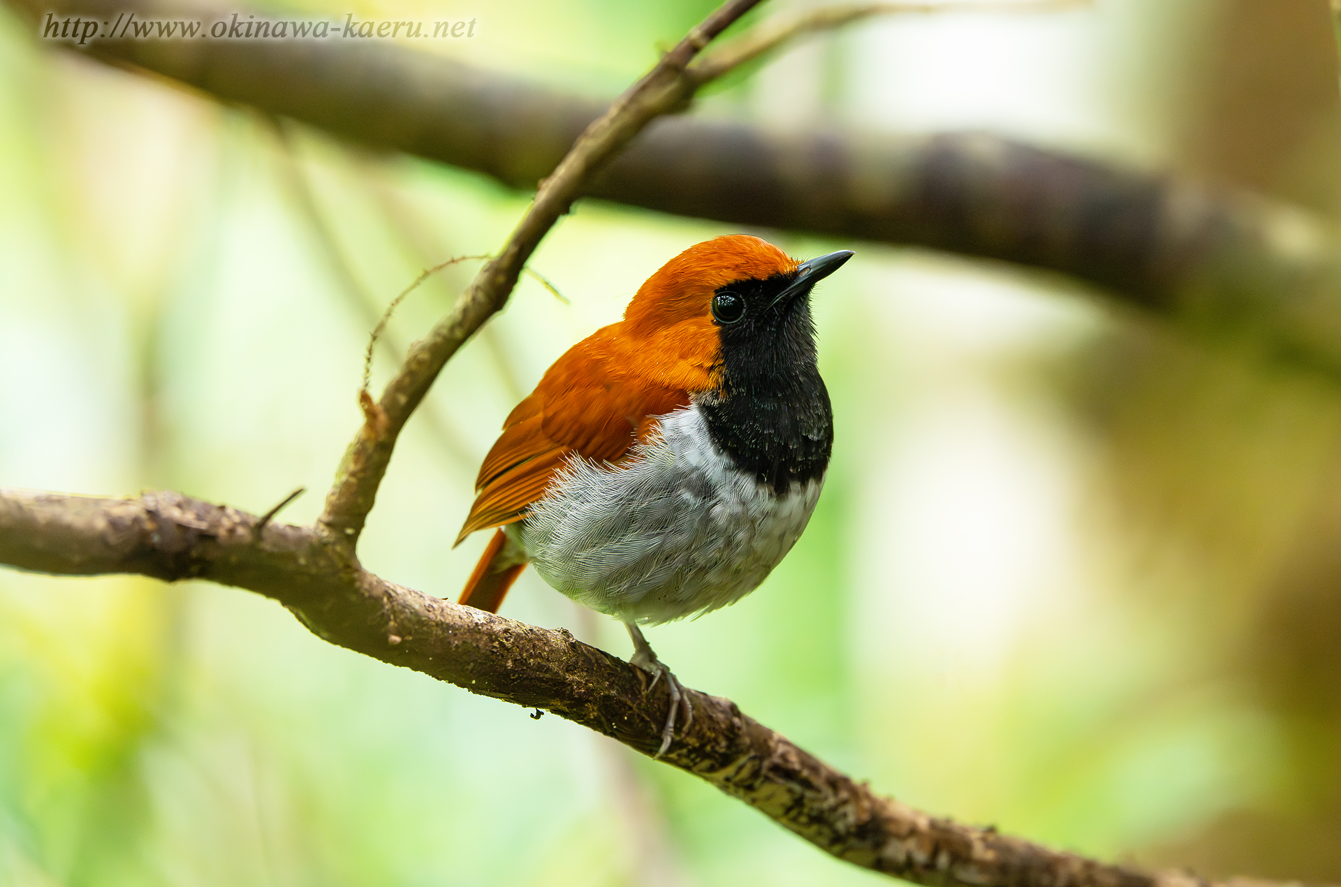 ホントウアカヒゲ Luscinia komadori namiyei