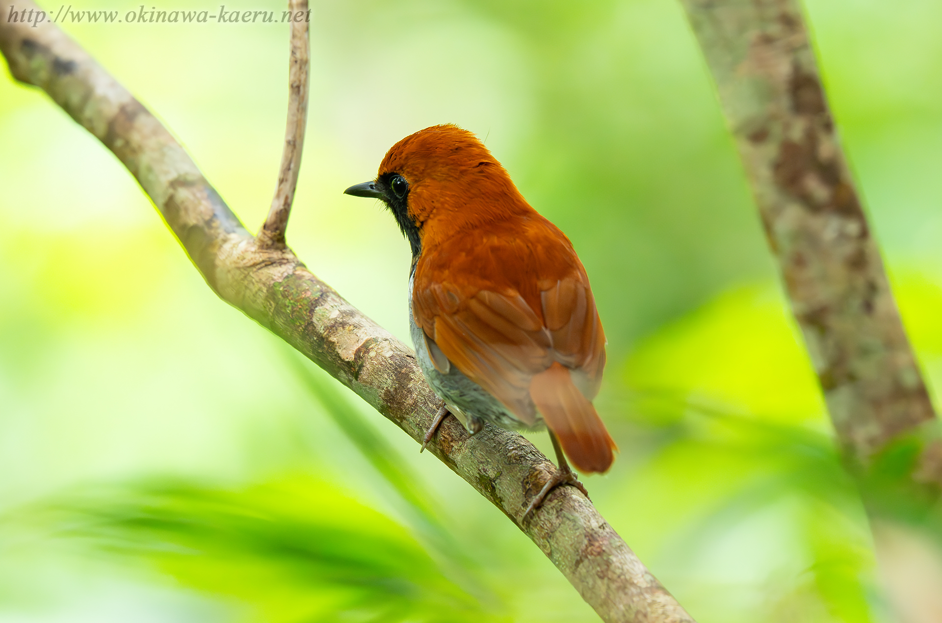 ホントウアカヒゲ Luscinia komadori namiyei