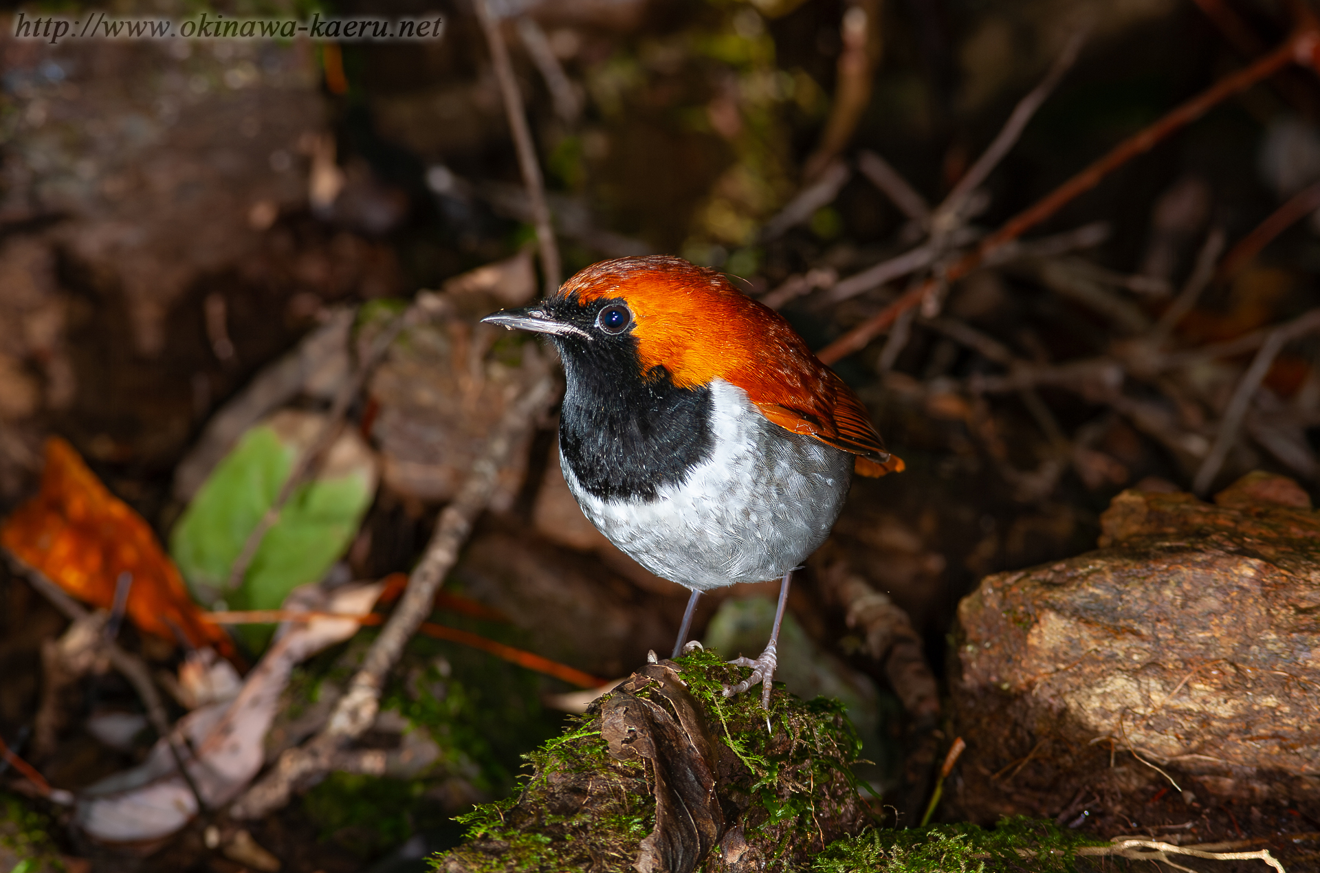 ホントウアカヒゲ Luscinia komadori namiyei