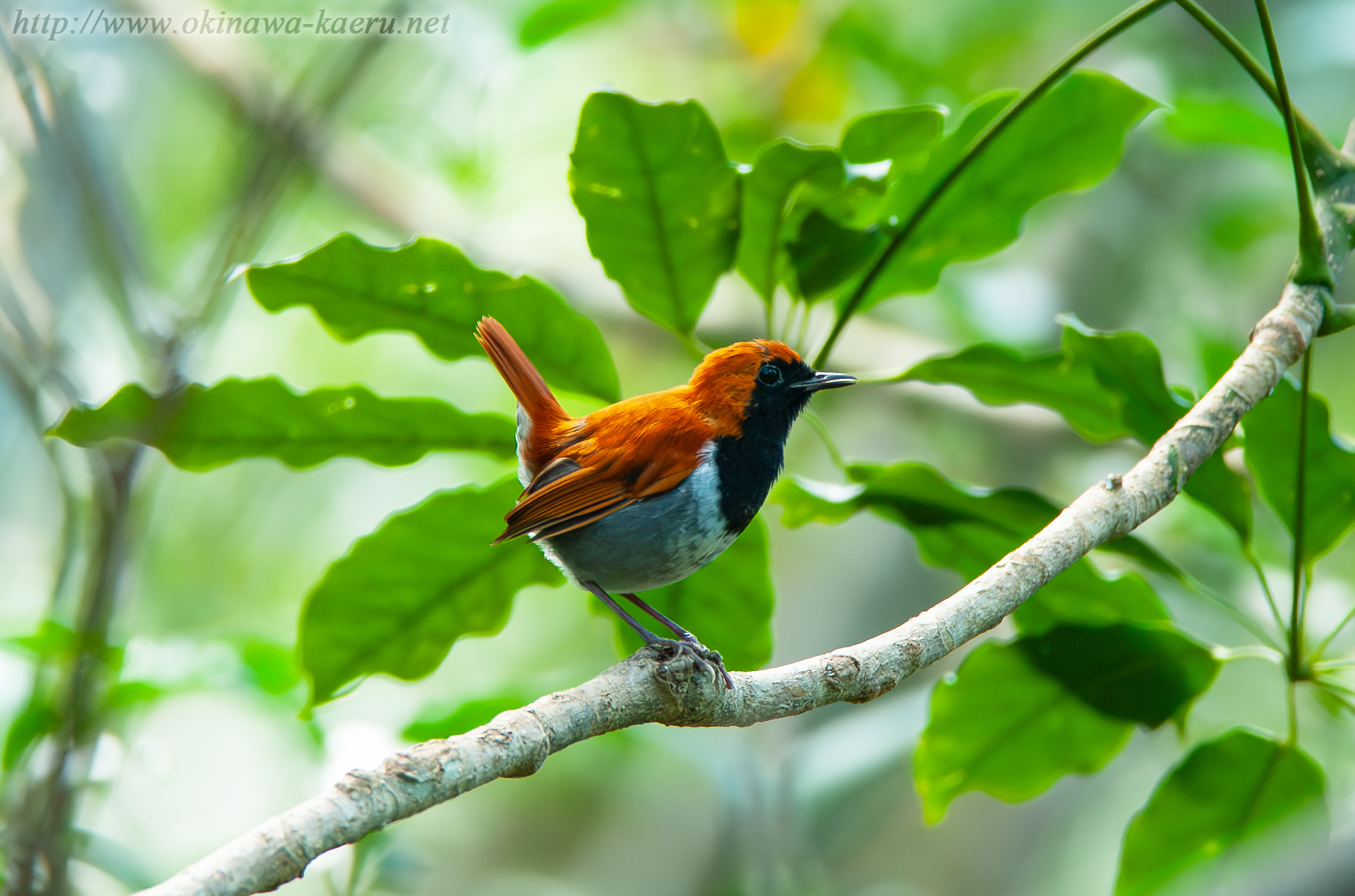 ホントウアカヒゲ Luscinia komadori namiyei