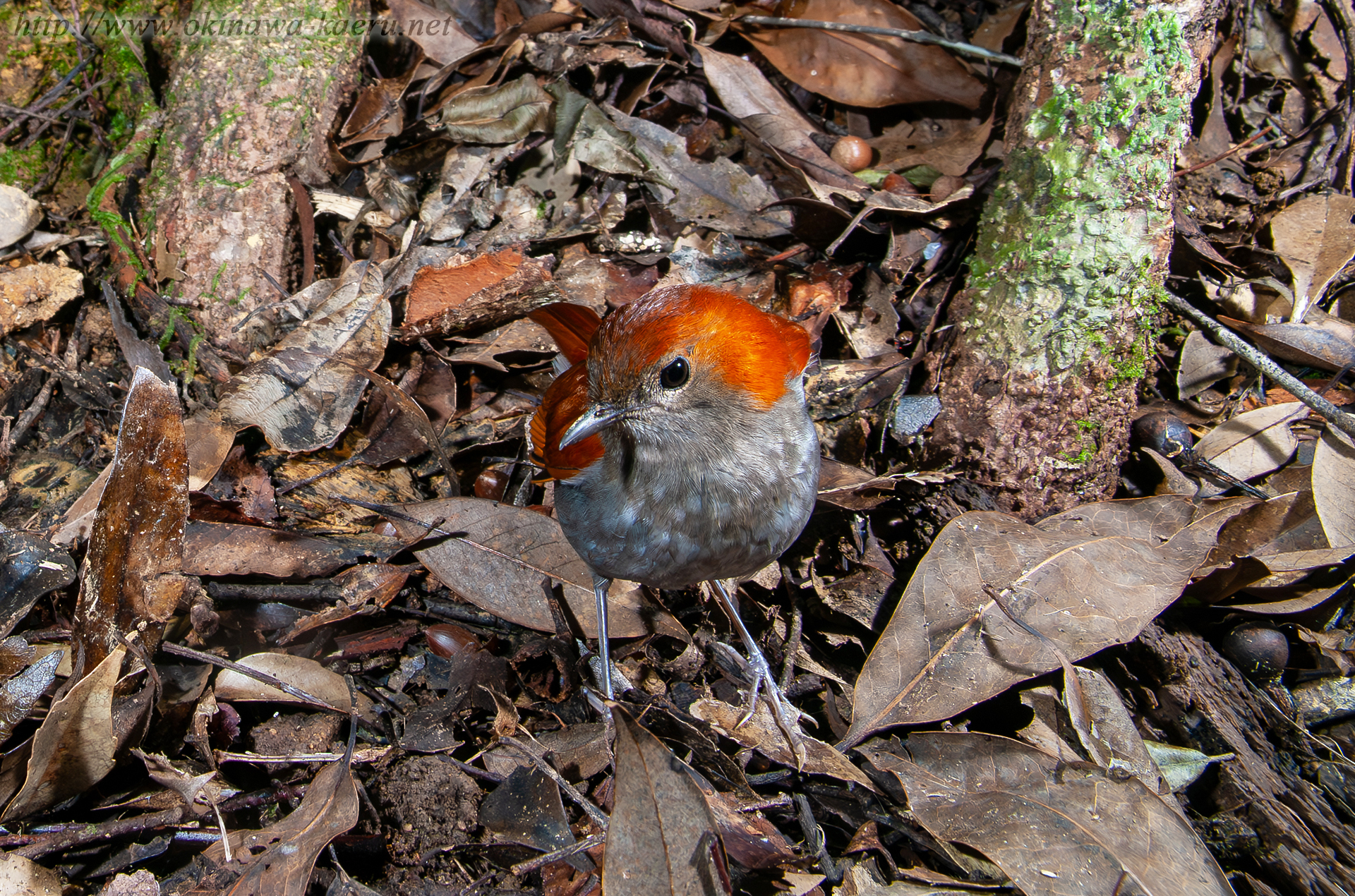 ホントウアカヒゲ Luscinia komadori namiyei