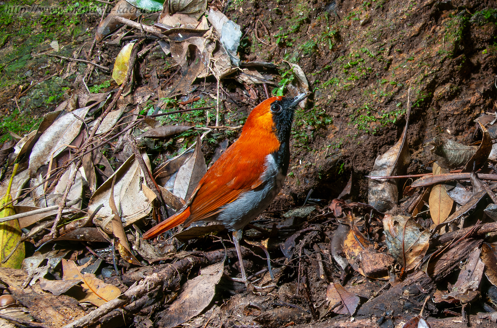 ホントウアカヒゲ Luscinia komadori namiyei