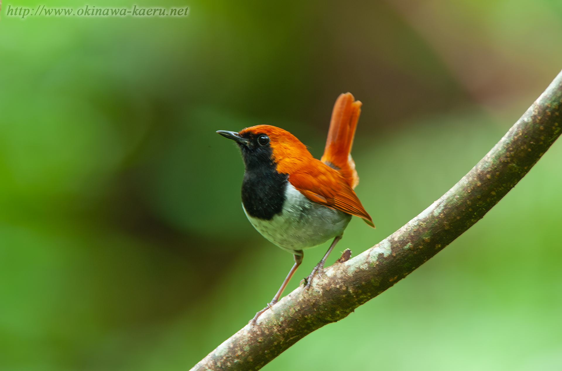 ホントウアカヒゲ Luscinia komadori namiyei