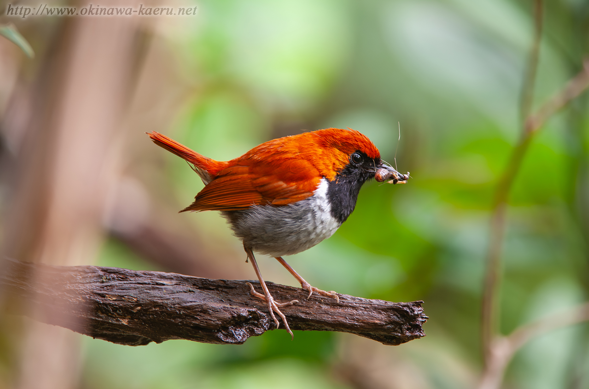 ホントウアカヒゲ Luscinia komadori namiyei