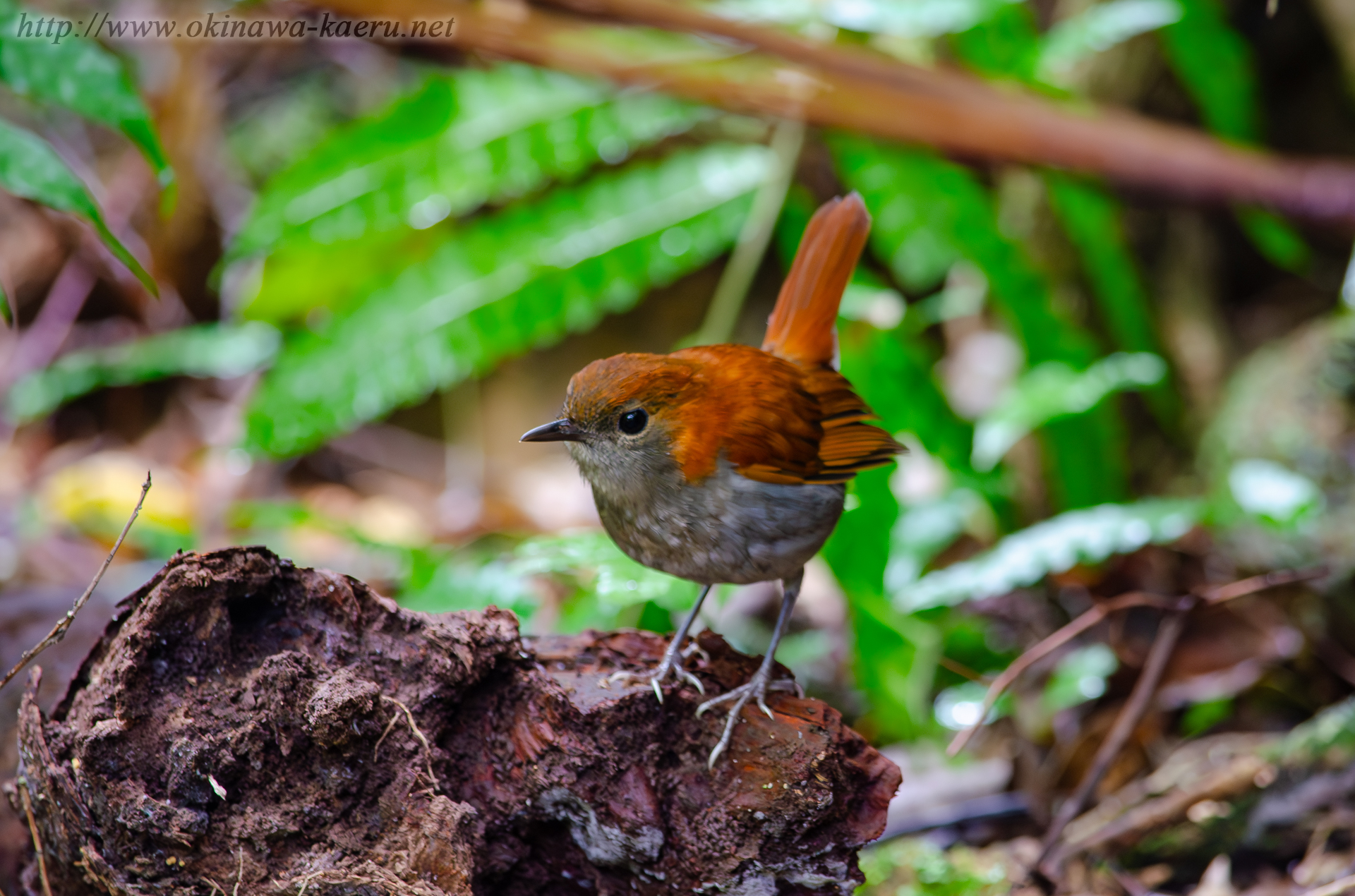 ホントウアカヒゲ Luscinia komadori namiyei