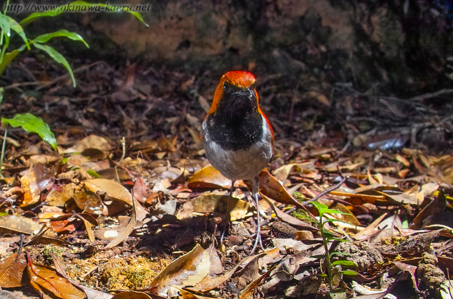 ホントウアカヒゲ Luscinia komadori namiyei