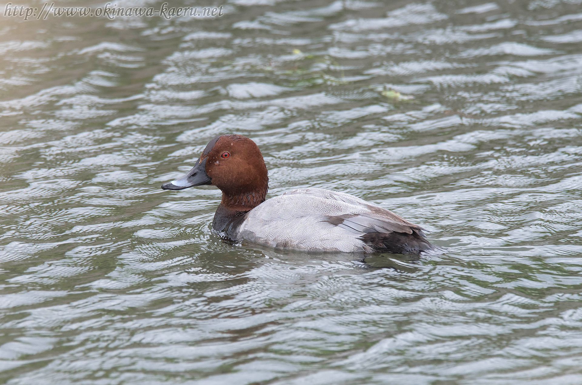 ホシハジロ Aythya ferina Common Pochard