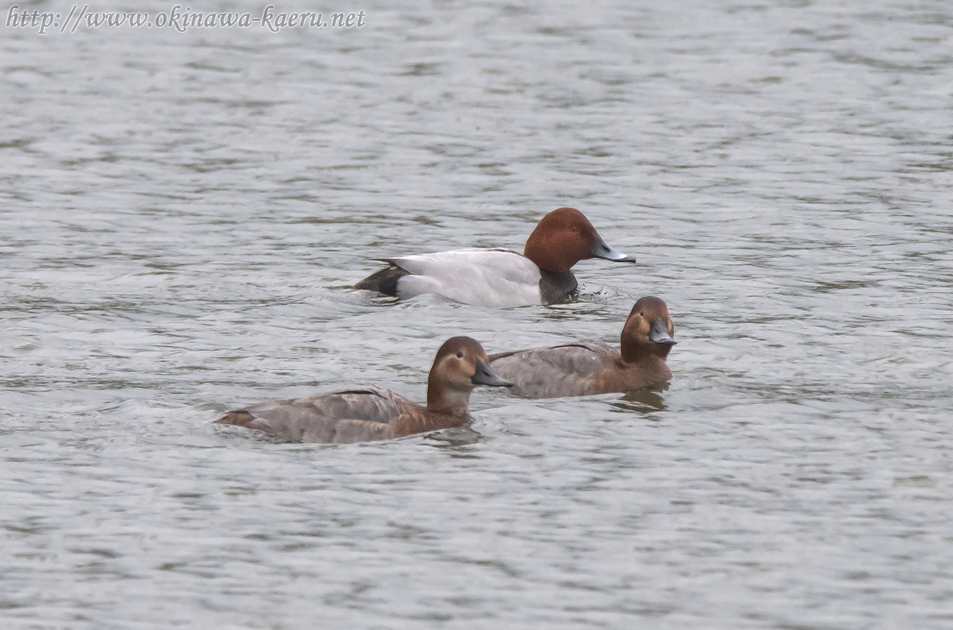 ホシハジロ Aythya ferina Common Pochard