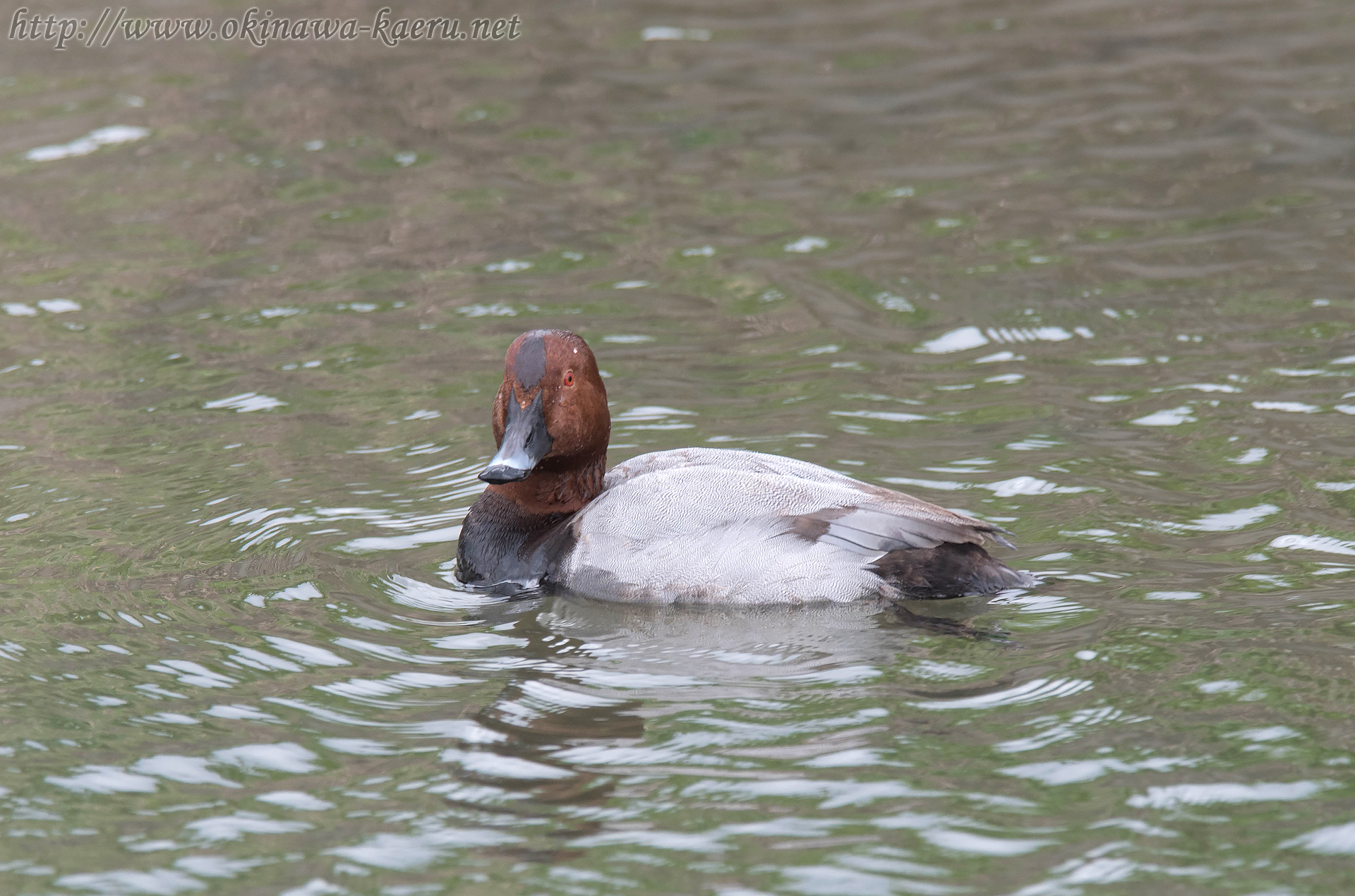 ホシハジロ Aythya ferina Common Pochard