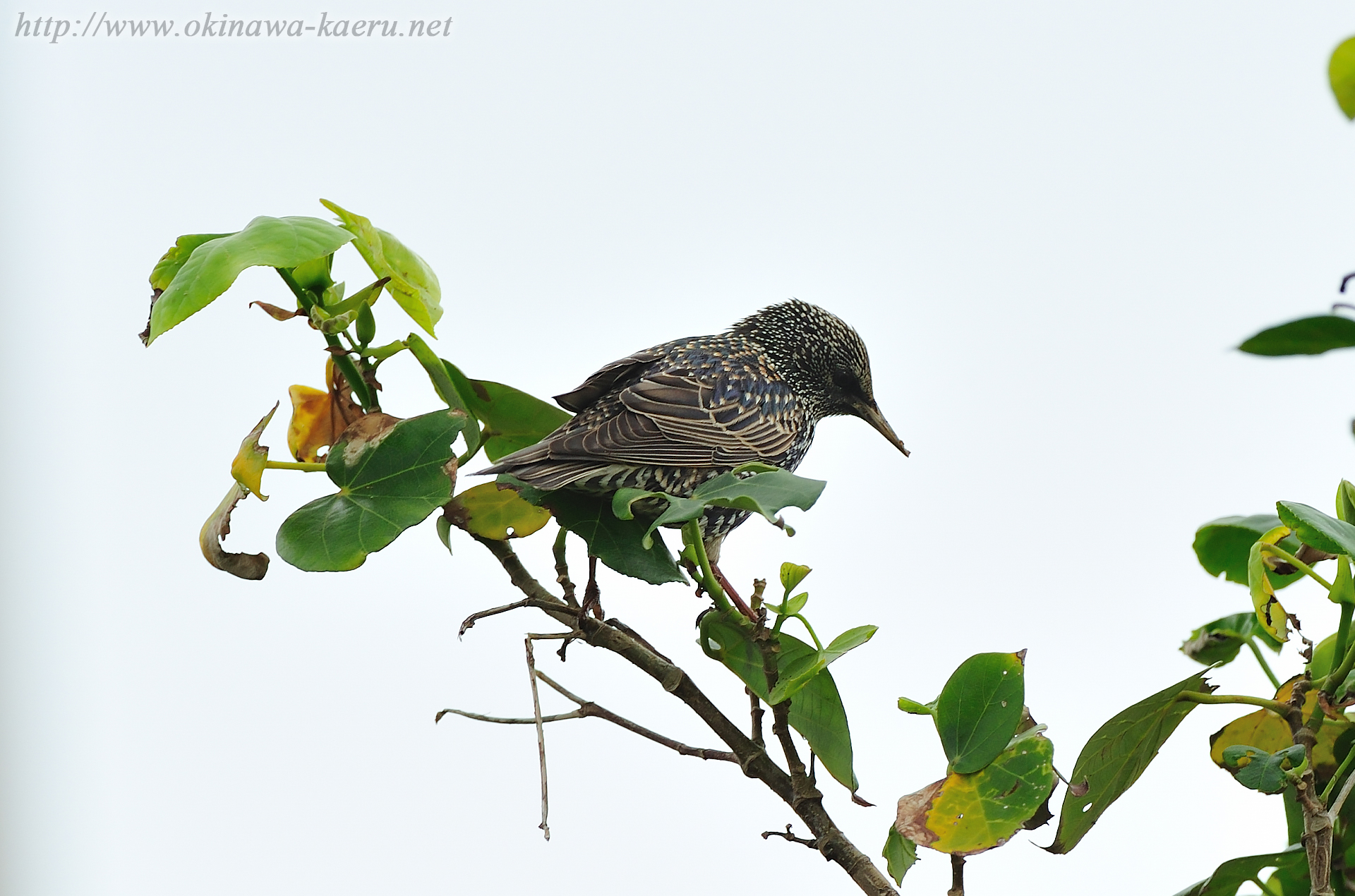 ホシムクドリ Sturnus vulgaris