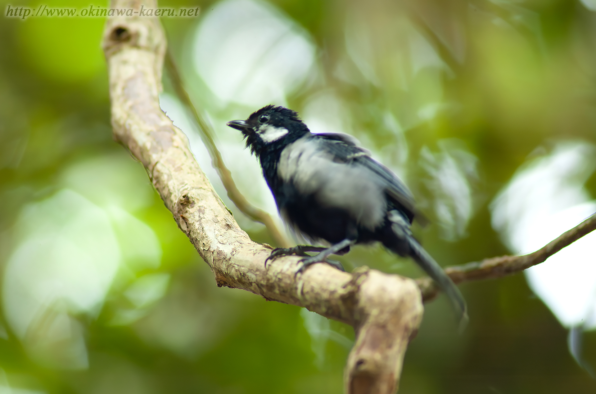 イシガキシジュウカラ Parus minor nigriloris