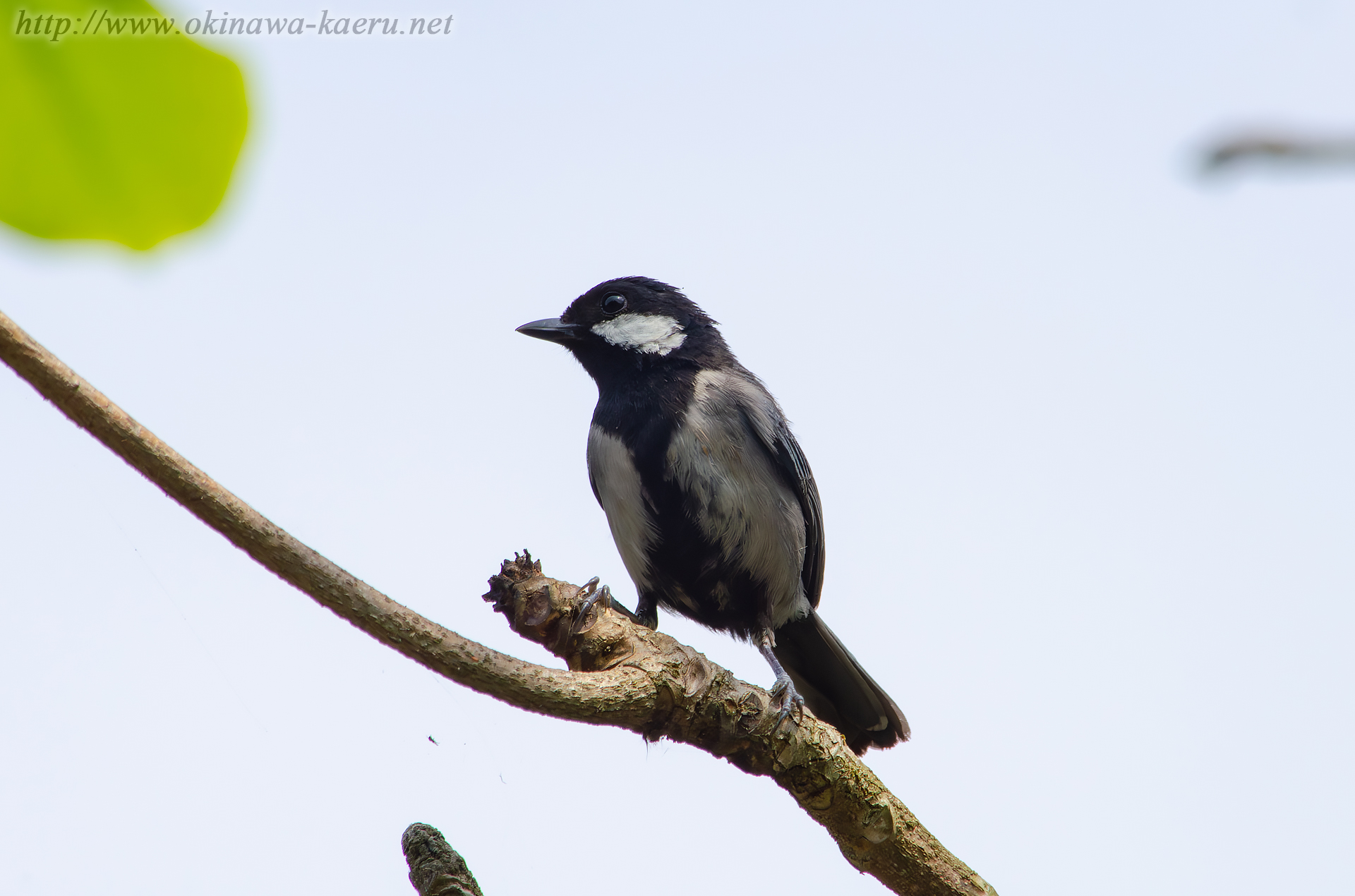 イシガキシジュウカラ Parus minor nigriloris