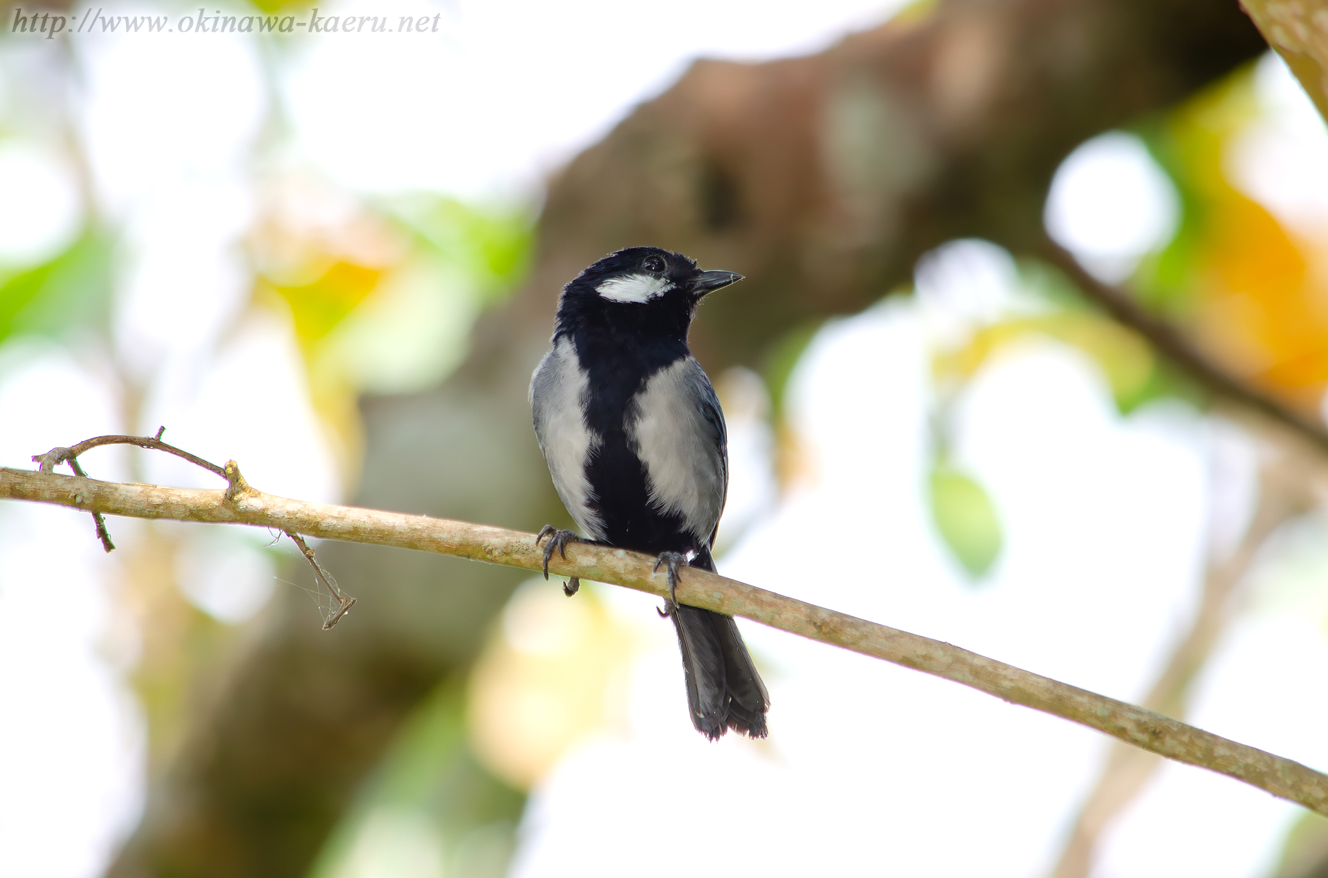 イシガキシジュウカラ Parus minor nigriloris