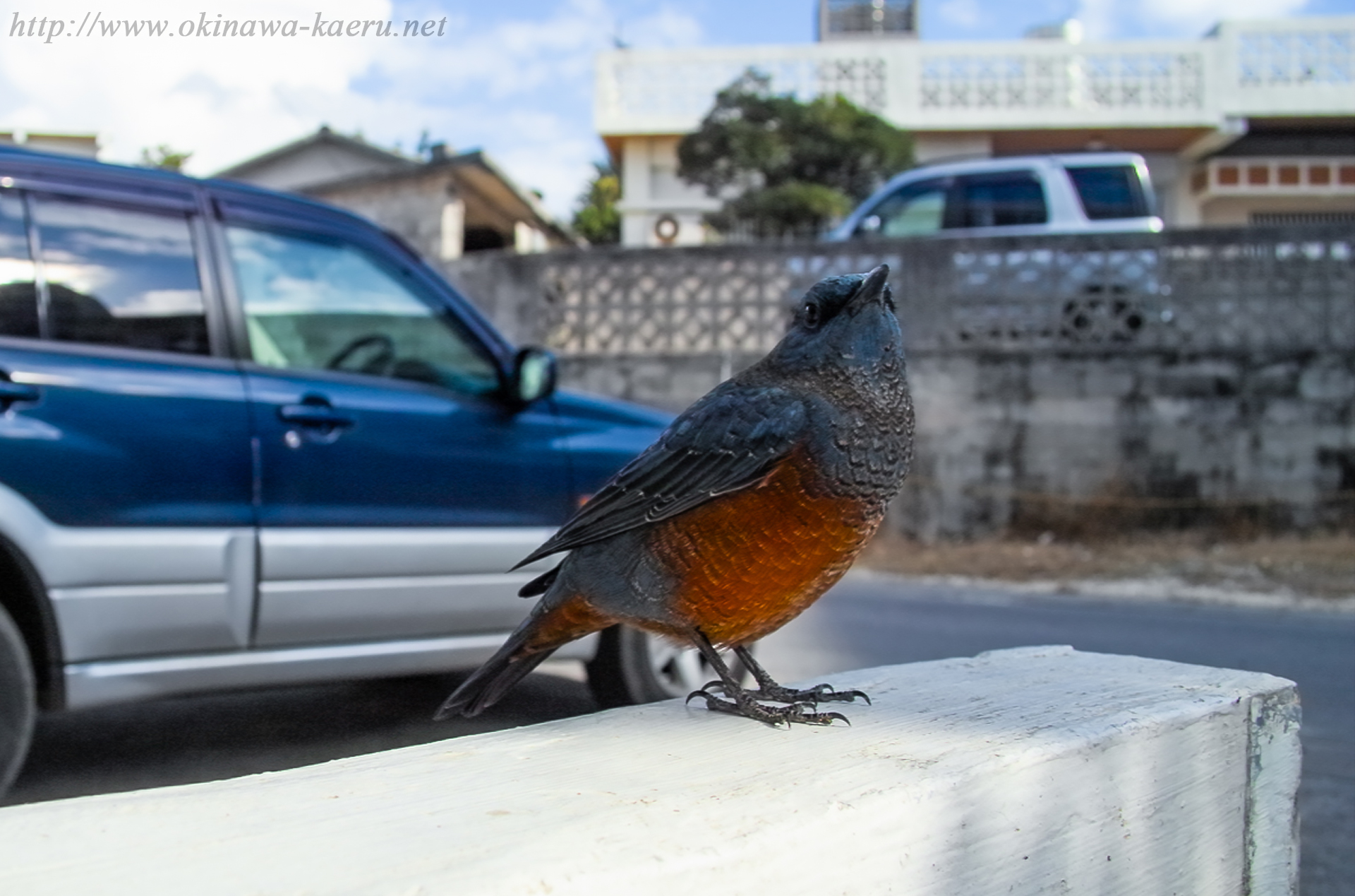 イソヒヨドリ Monticola solitarius