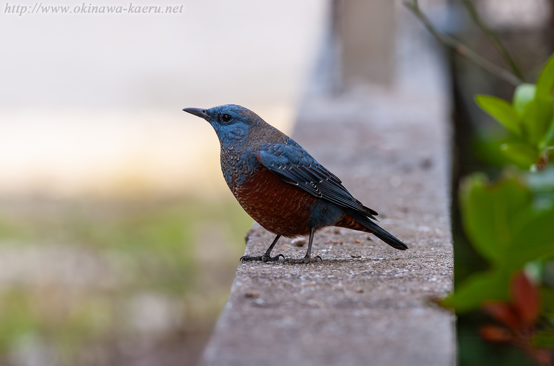 イソヒヨドリ Monticola solitarius