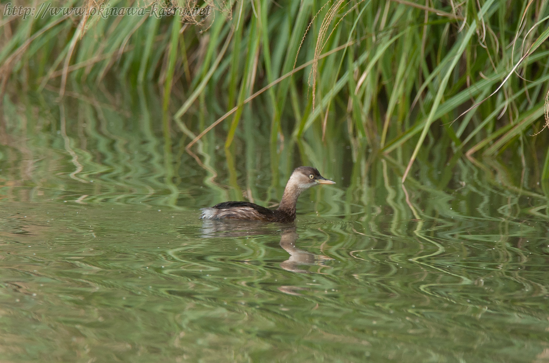 カイツブリ Tachybaptus ruficollis