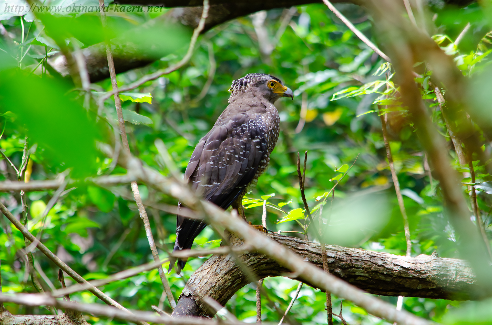 カンムリワシ Spilornis cheela