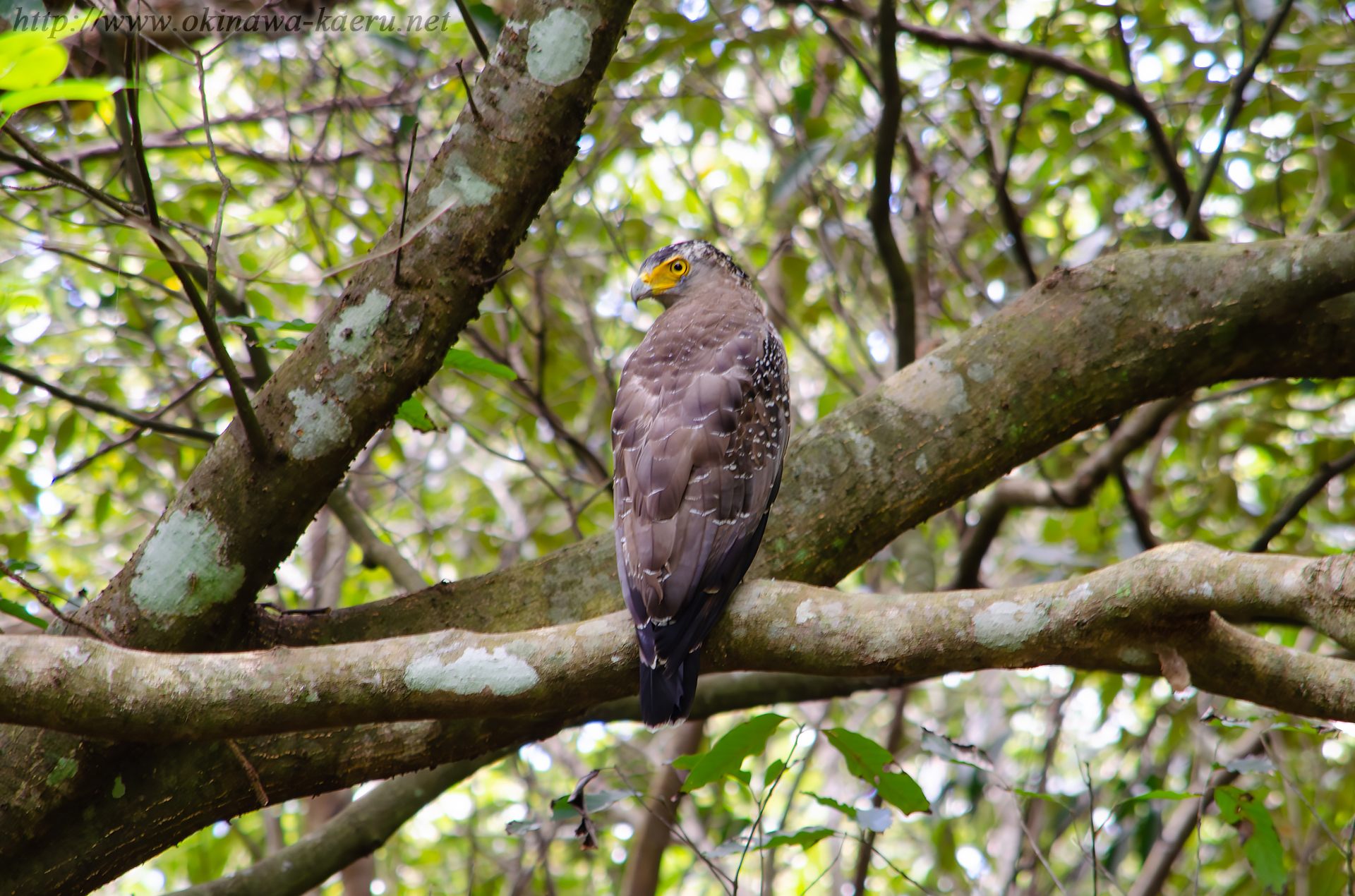 カンムリワシ Spilornis cheela