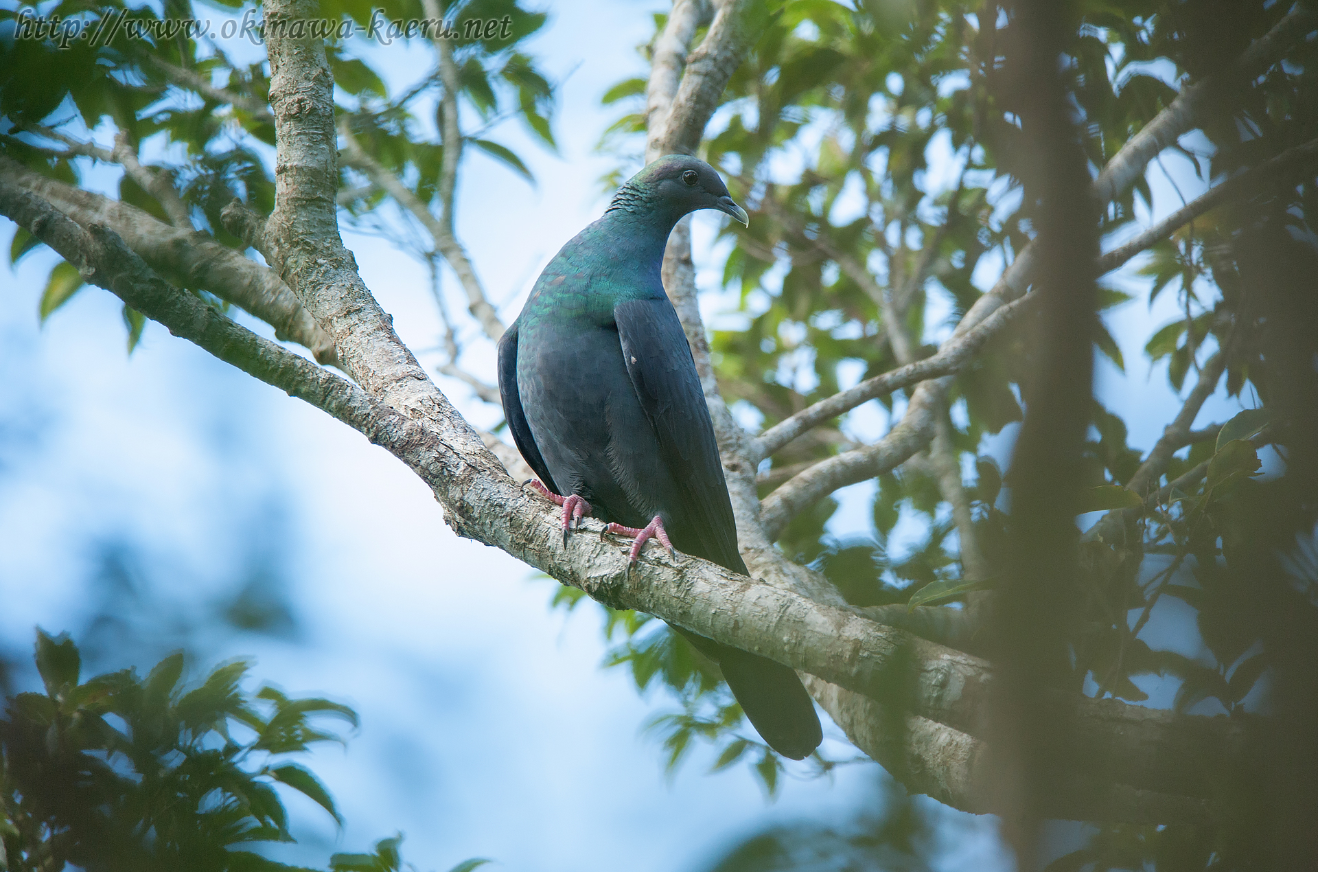 カラスバト Columba janthina