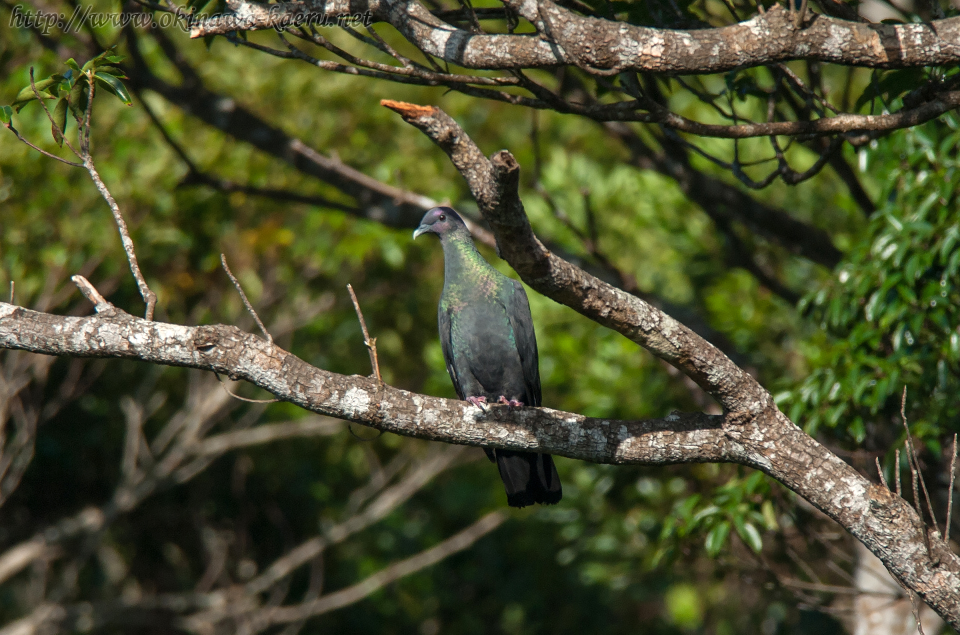 カラスバト Columba janthina