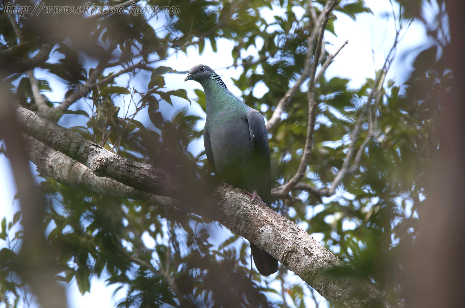 カラスバト Columba janthina