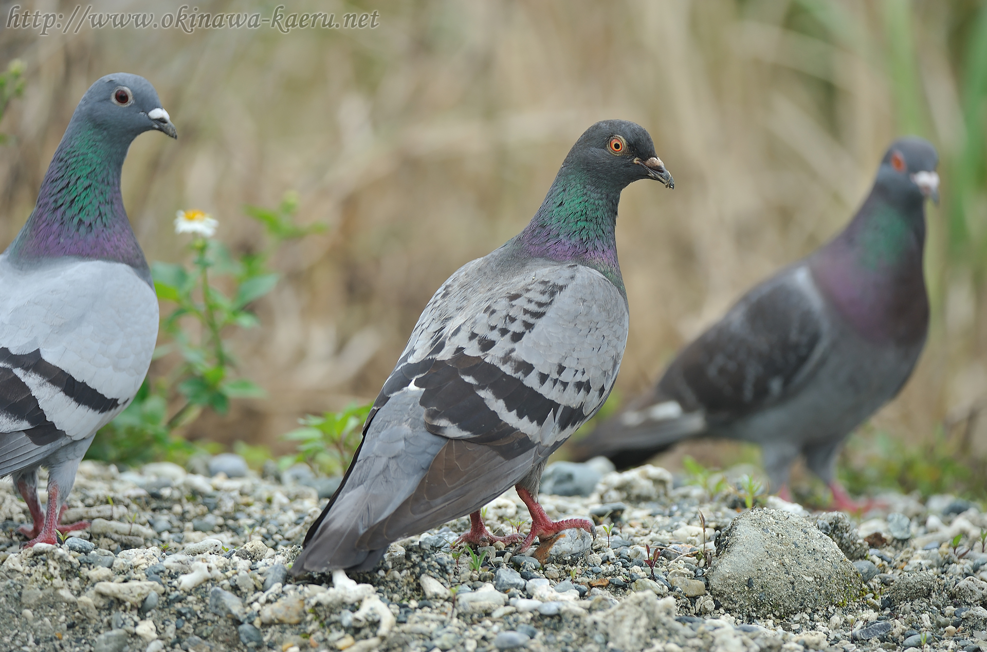 カワラバト Columba livia