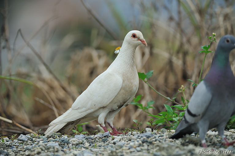 カワラバト ドバト Columba livia Rock Dove 沖縄の野鳥 おきなわ 