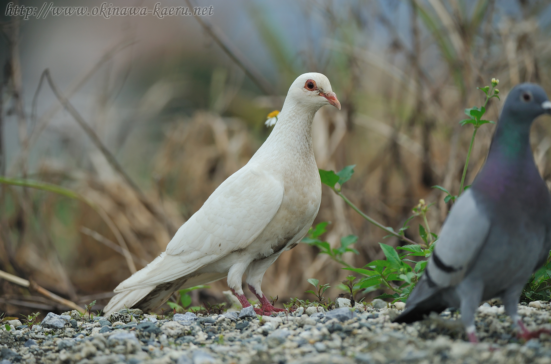 カワラバト Columba livia