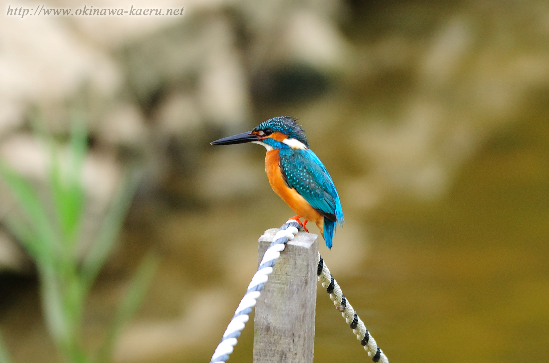 カワセミ Alcedo atthis