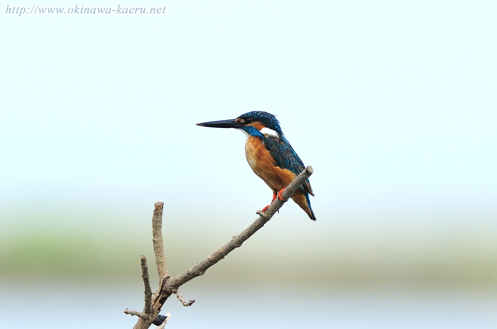 カワセミ Alcedo atthis