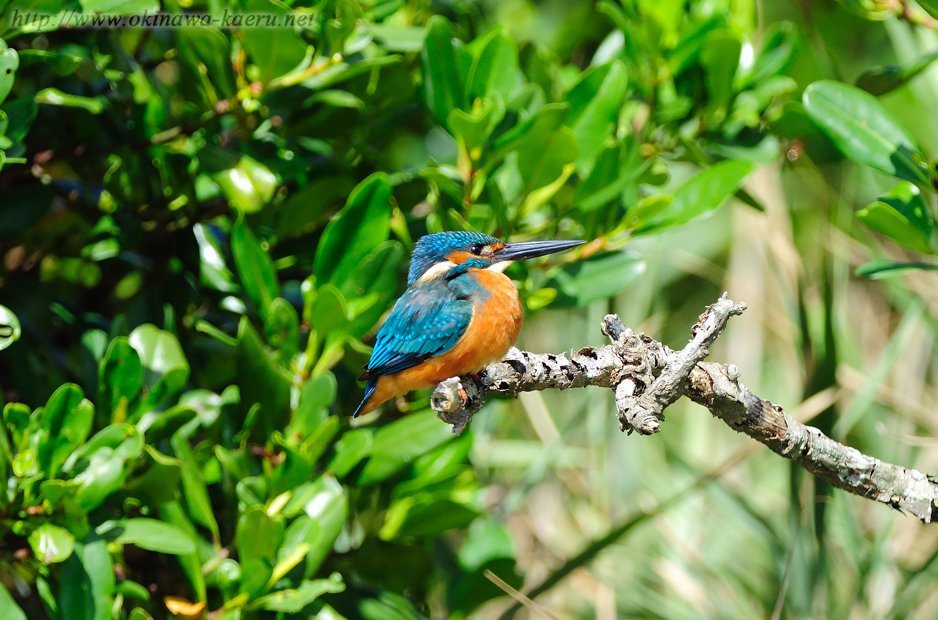 カワセミ Alcedo atthis