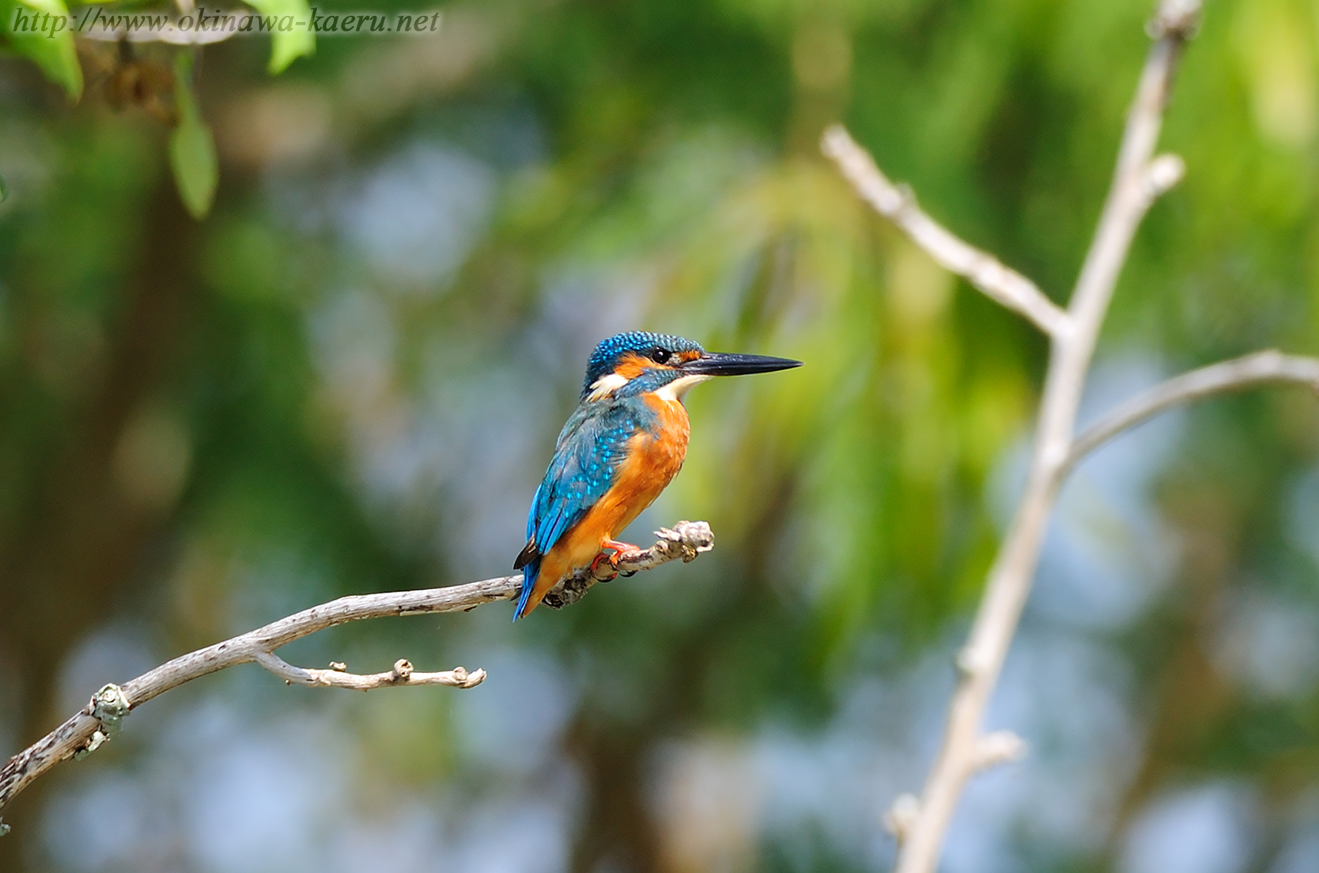 カワセミ Alcedo atthis