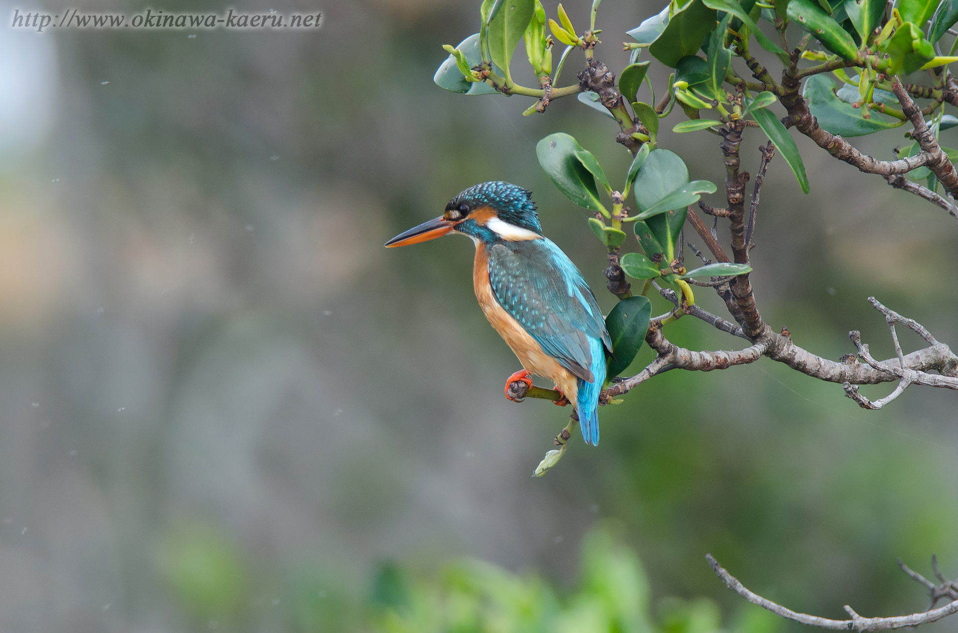 カワセミ Alcedo atthis