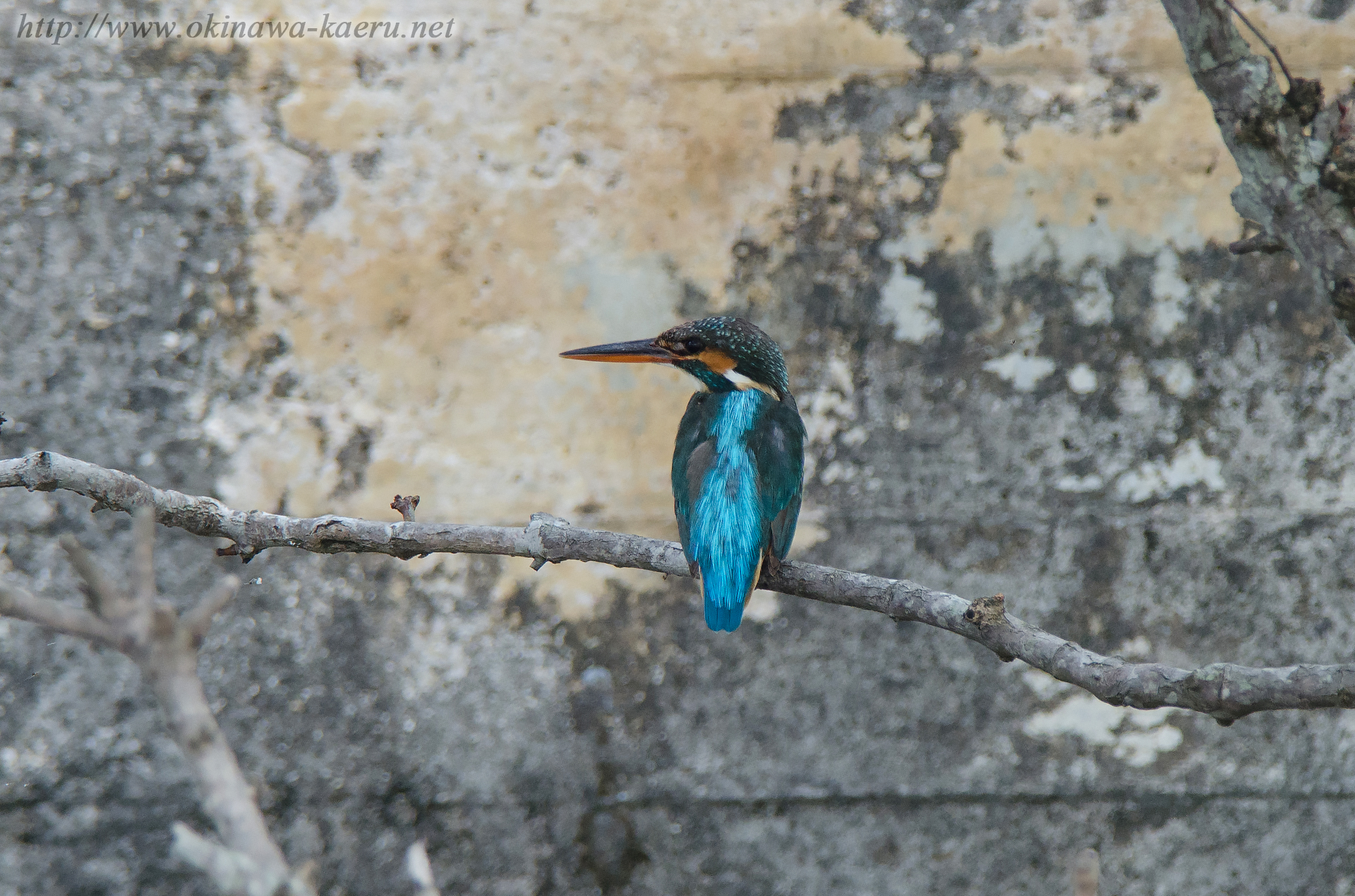 カワセミ Alcedo atthis