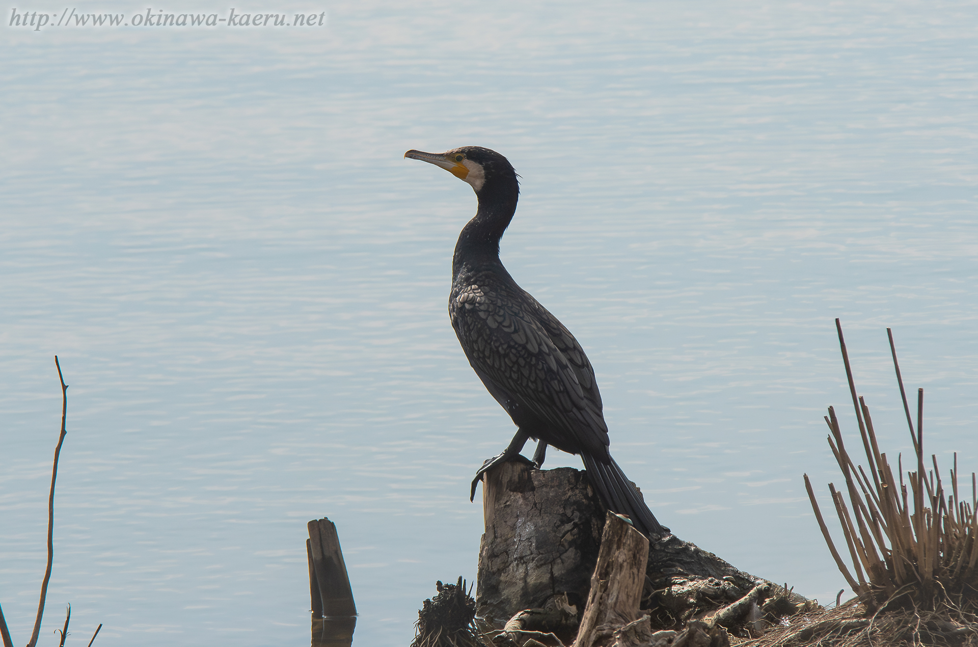 カワウ Phalacrocorax carbo