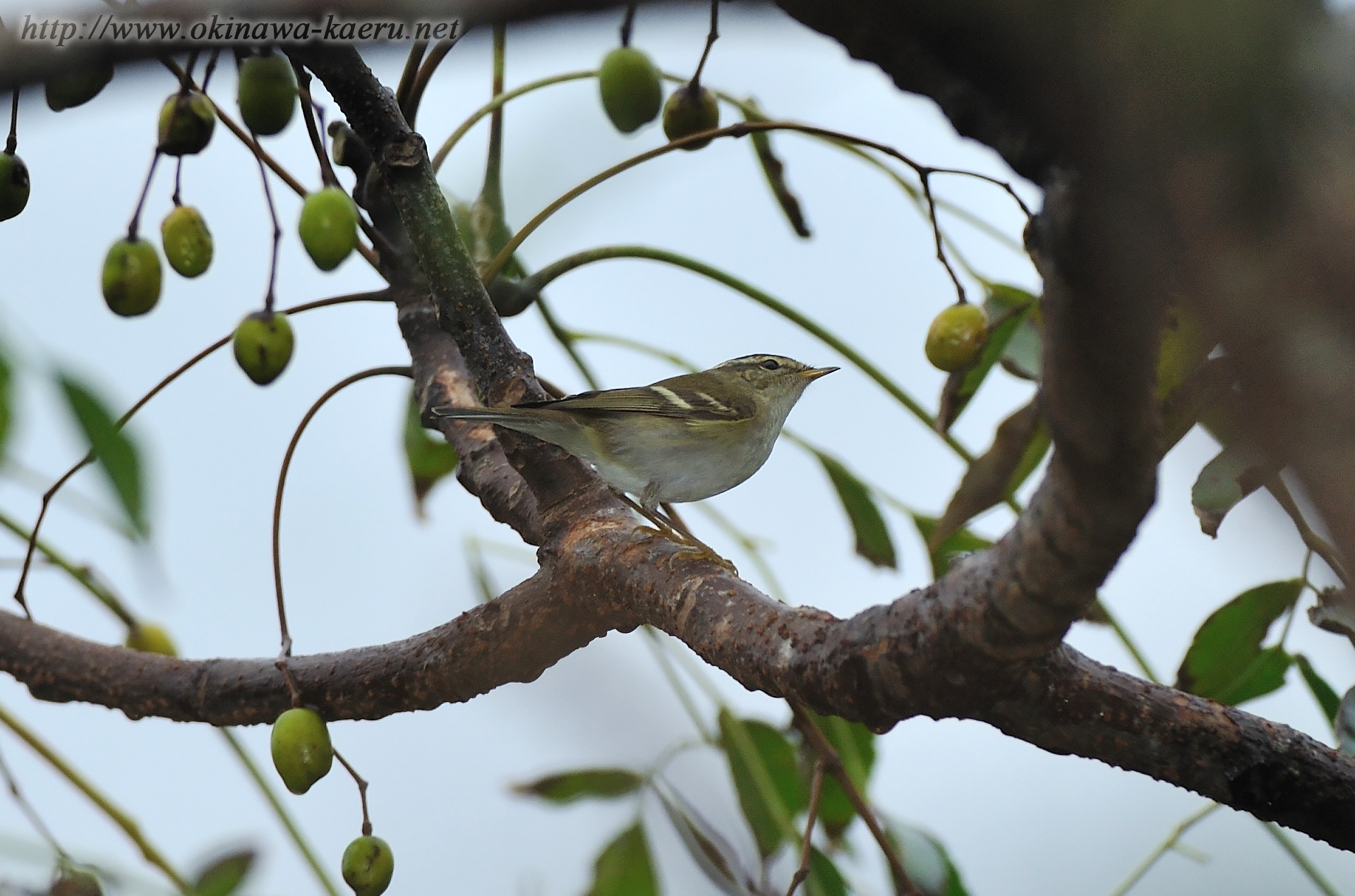 キマユムシクイ Phylloscopus inornatus