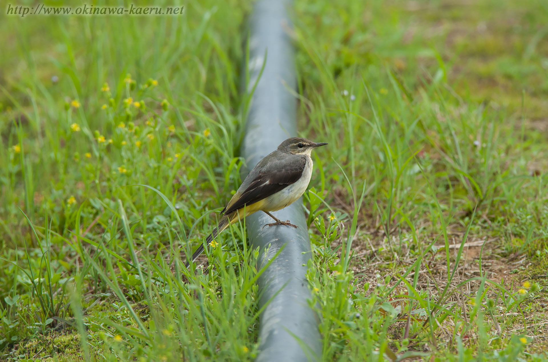 キセキレイ Motacilla cinerea