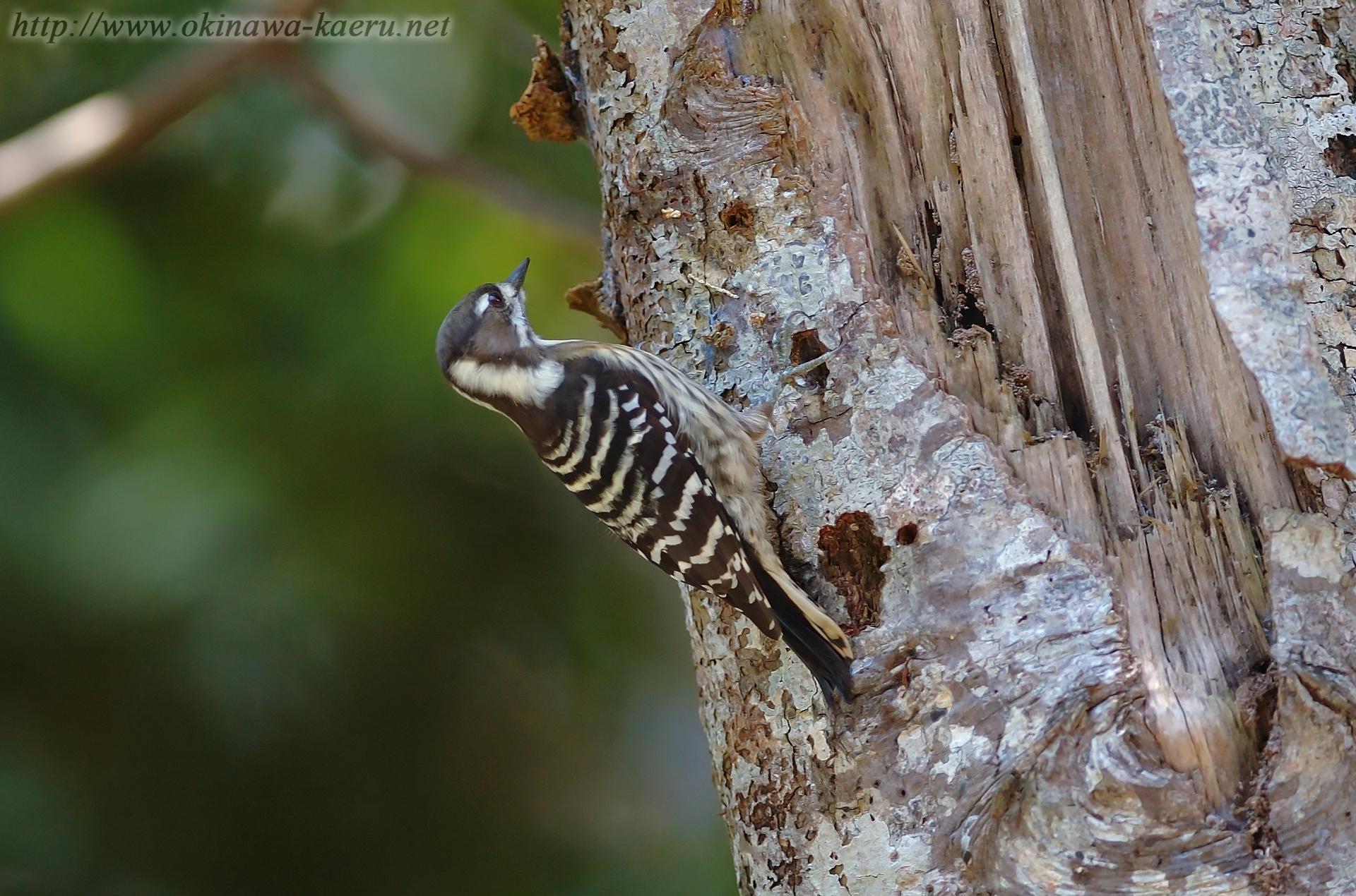 ノグチゲラ Dendrocopos kizuki nigrescens