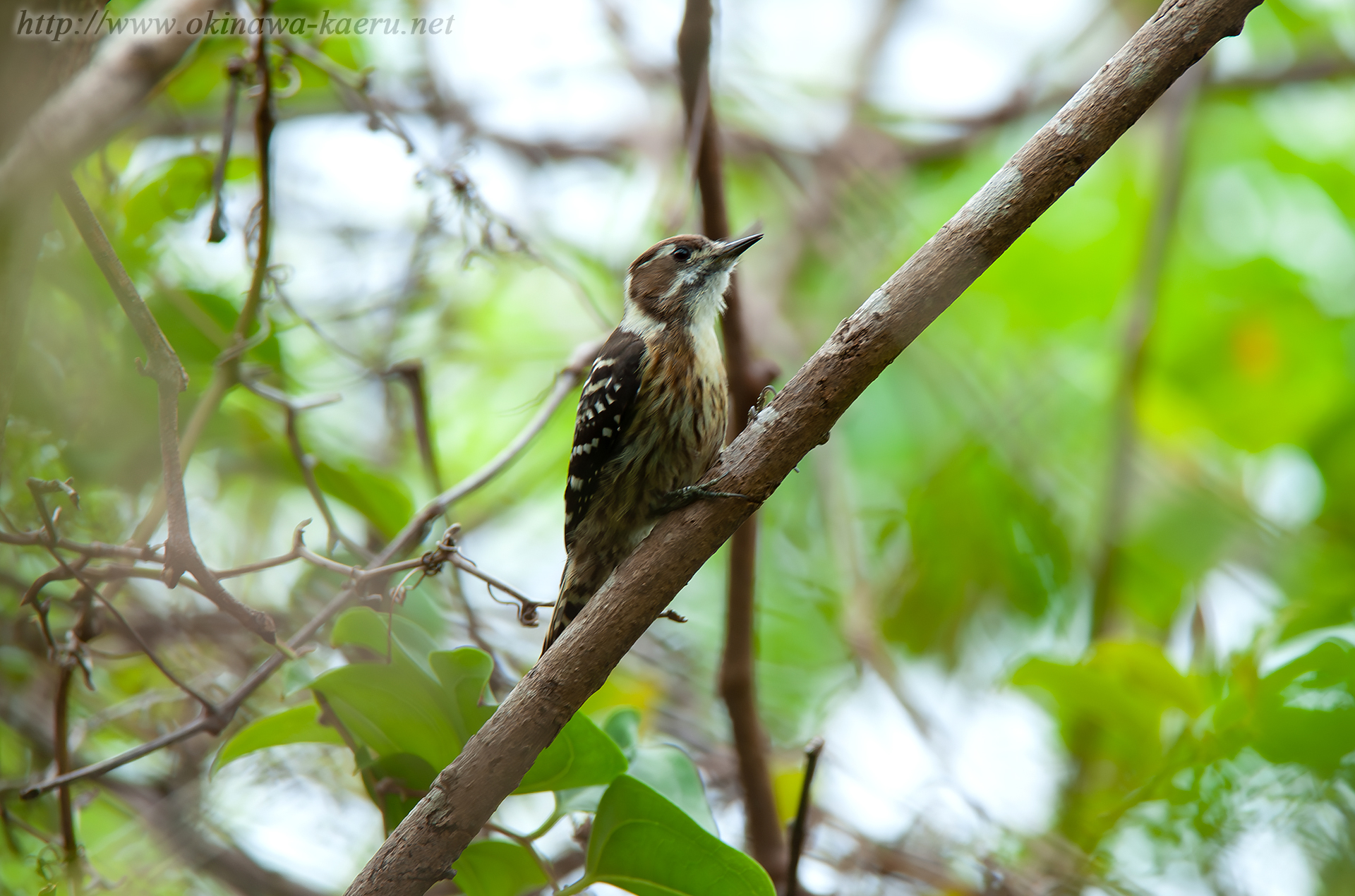 ノグチゲラ Dendrocopos kizuki nigrescens