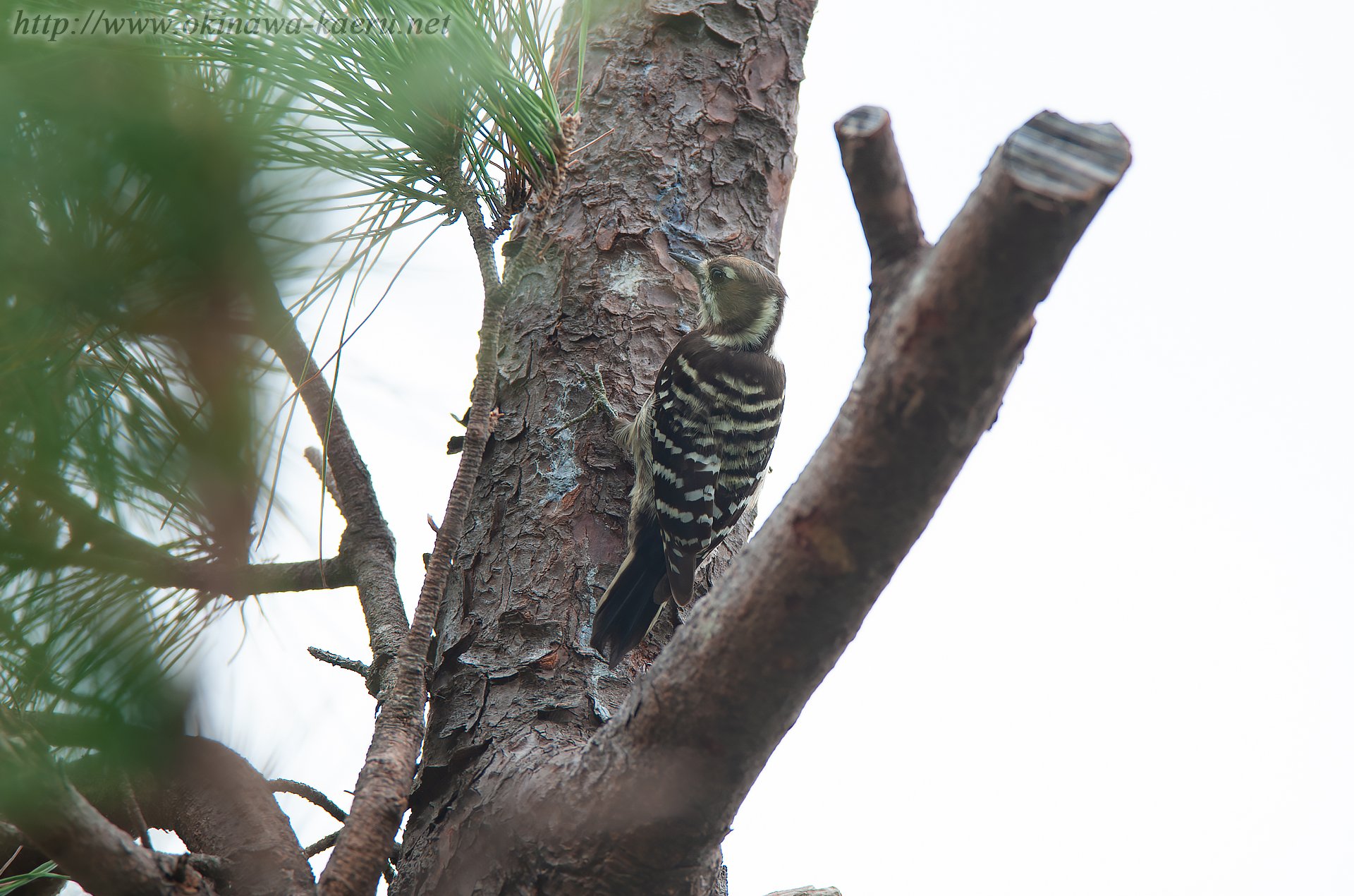 ノグチゲラ Dendrocopos kizuki nigrescens