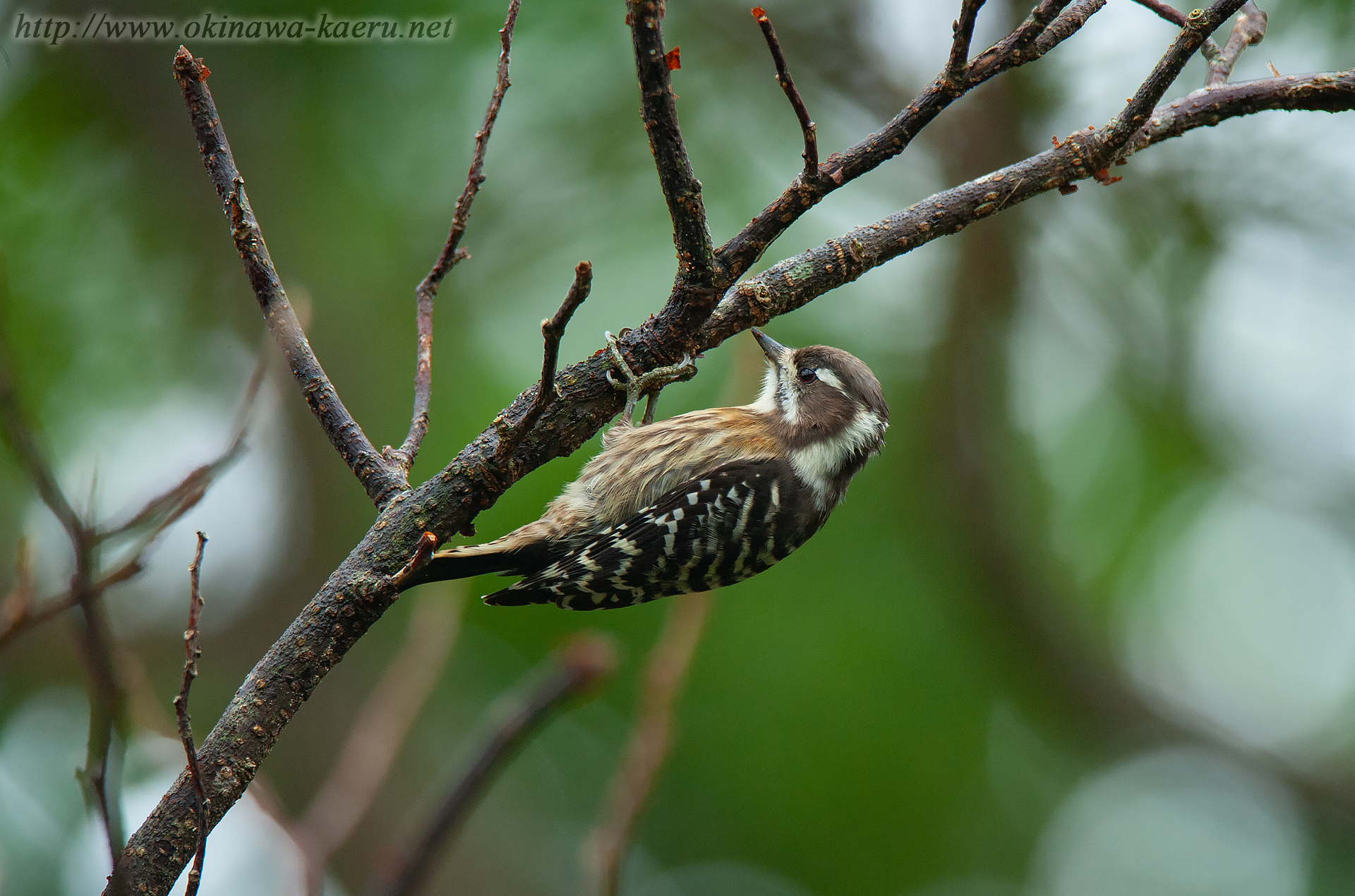 ノグチゲラ Dendrocopos kizuki nigrescens