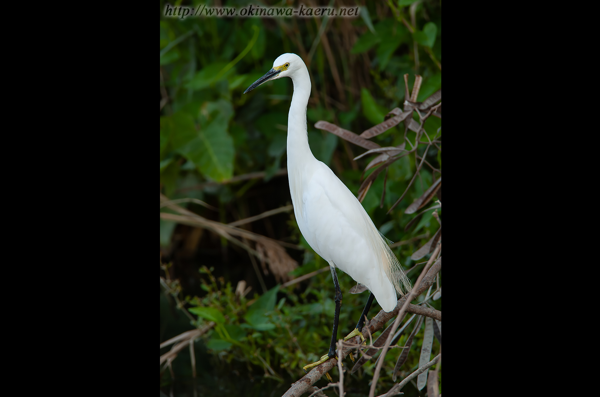 コサギ Egretta garzetta