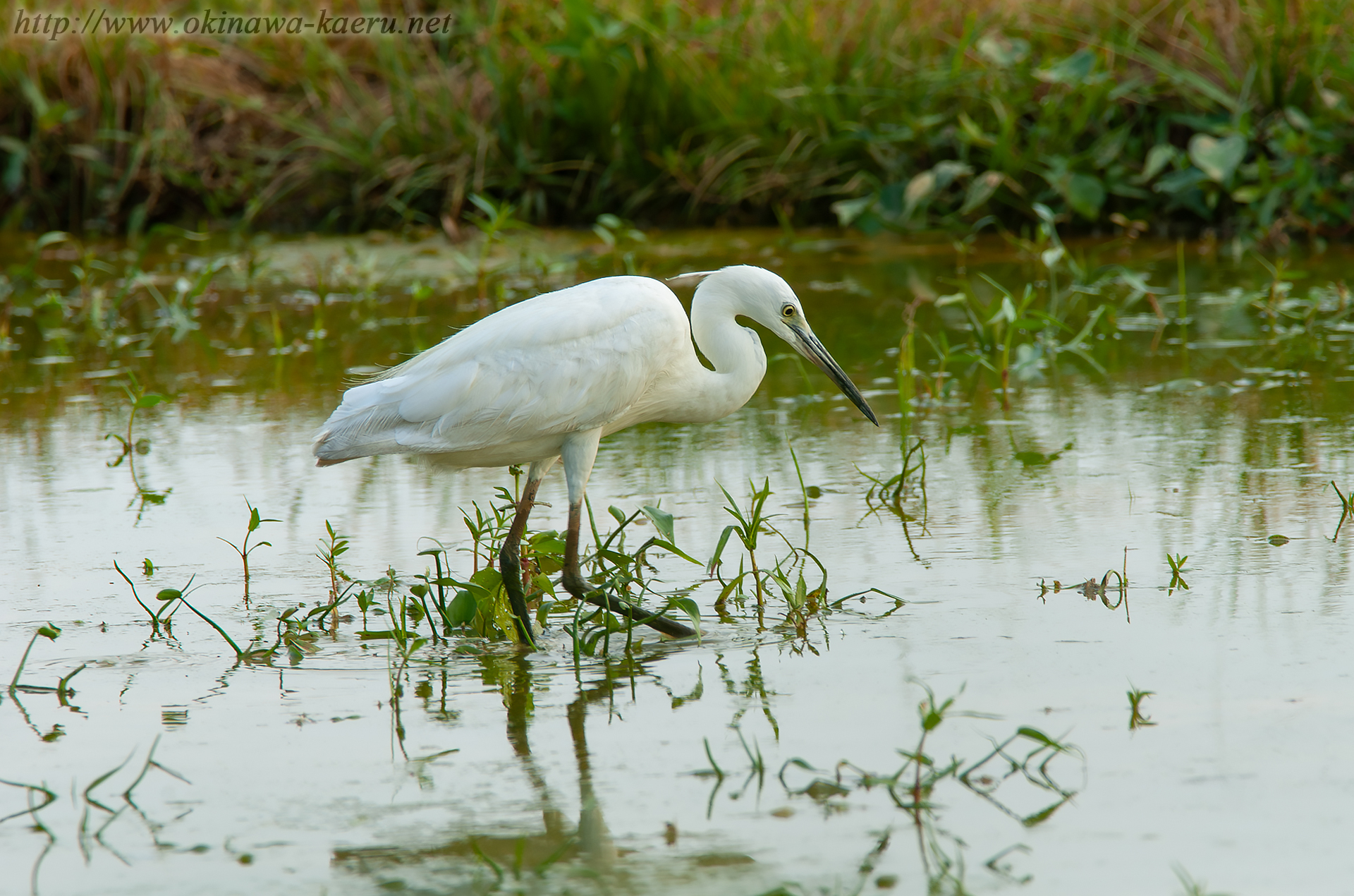 コサギ Egretta garzetta