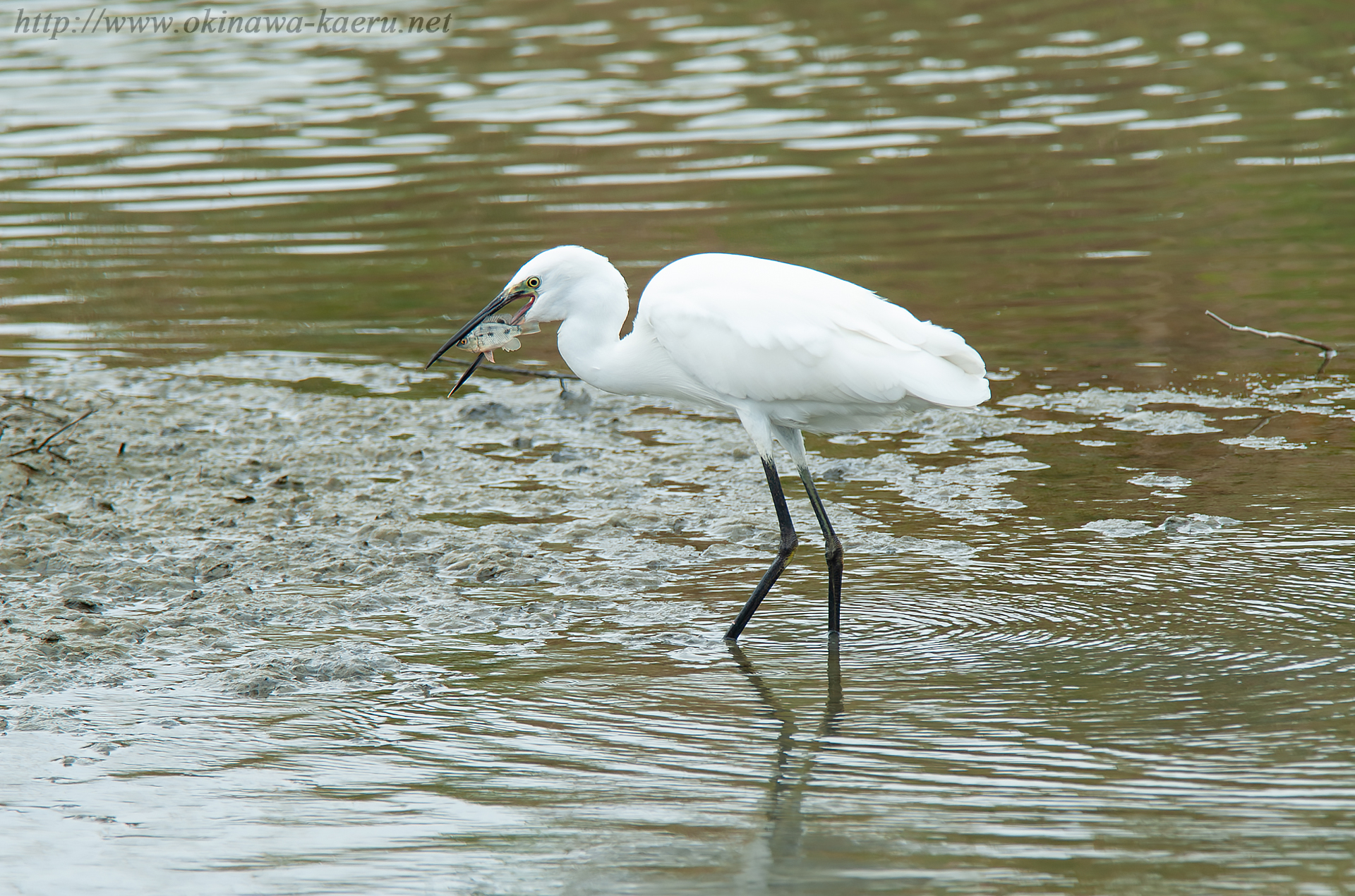 コサギ Egretta garzetta