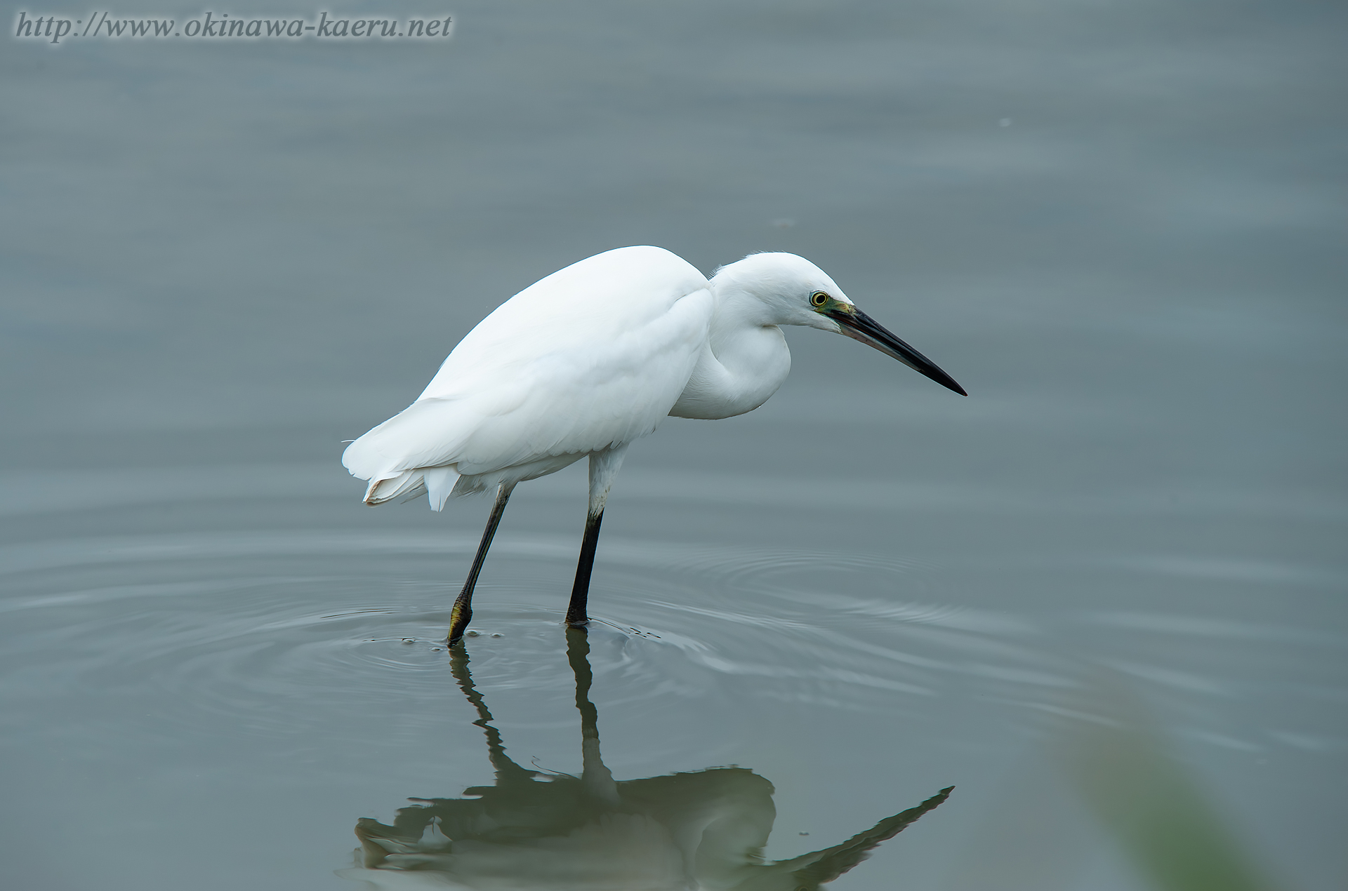 コサギ Egretta garzetta