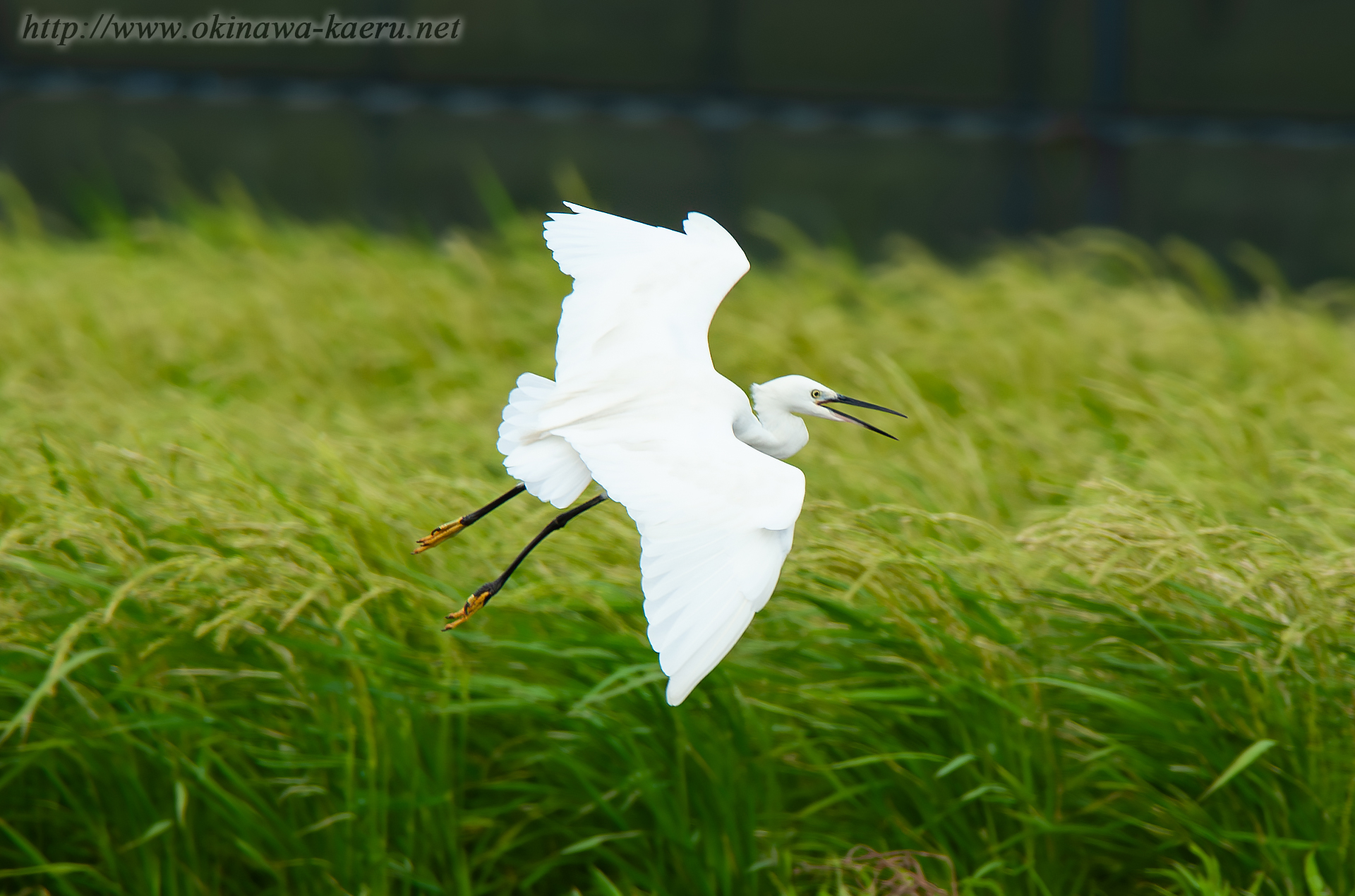 コサギ Egretta garzetta