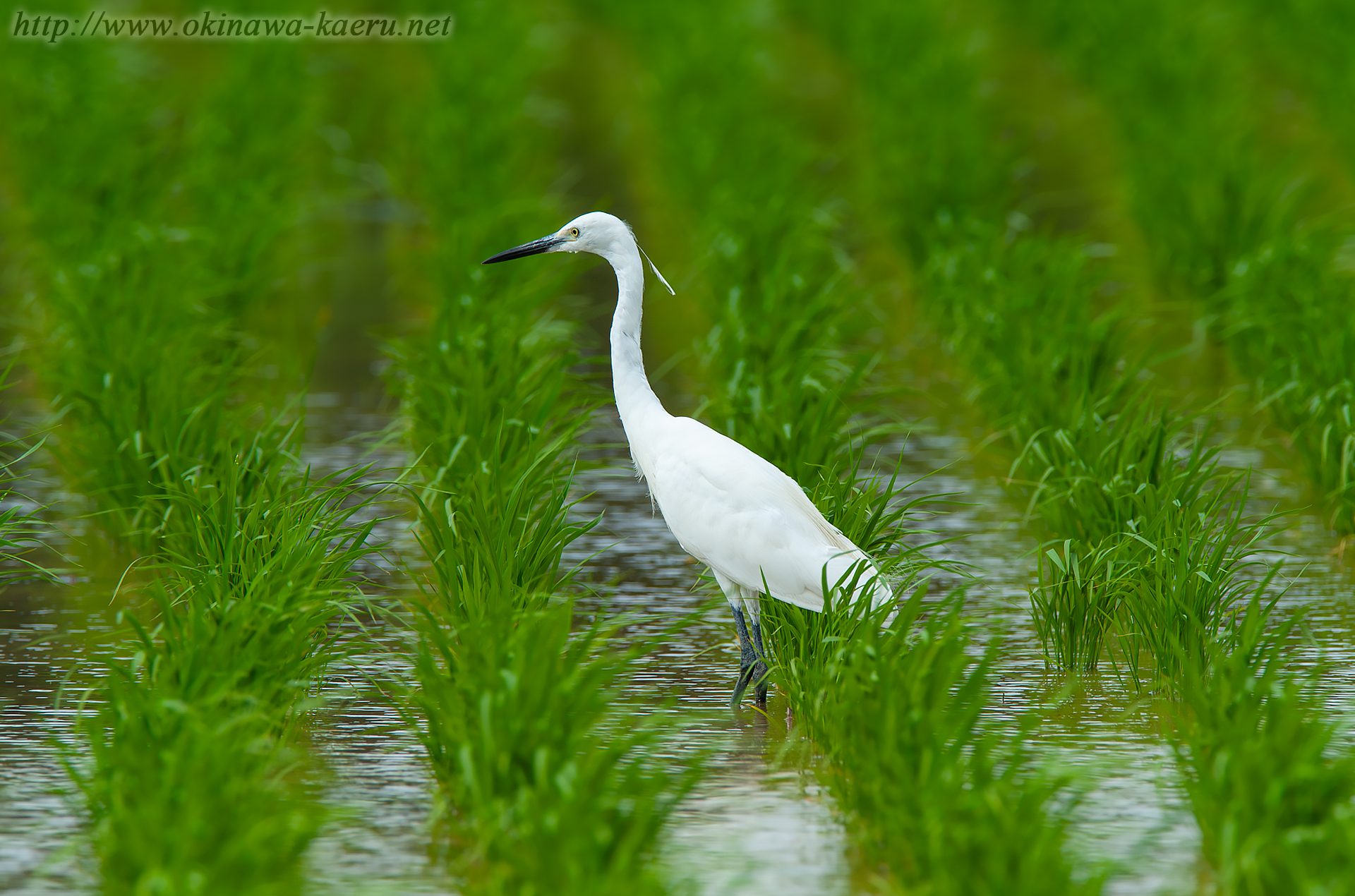 コサギ Egretta garzetta